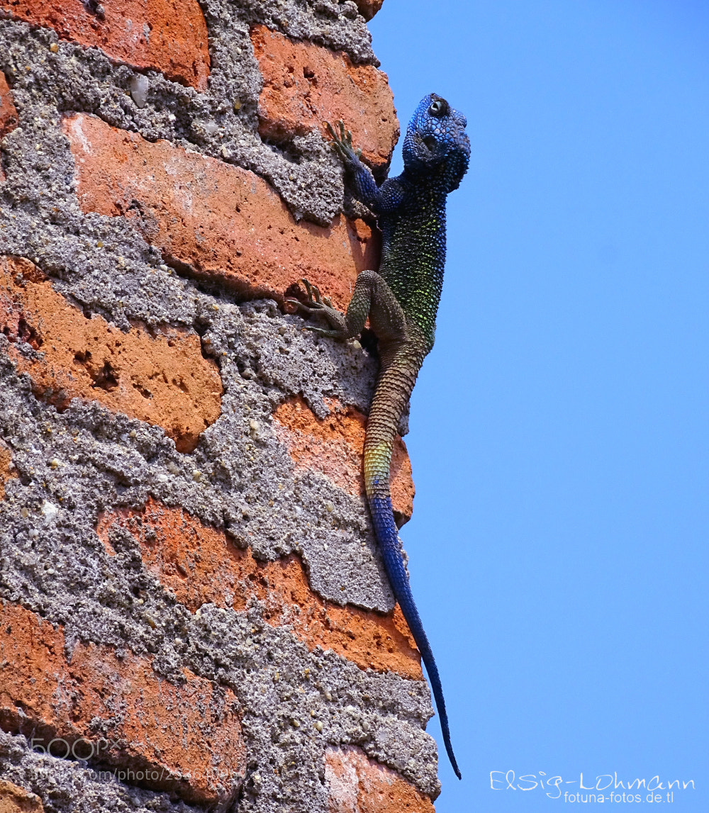 Sony Cyber-shot DSC-HX400V sample photo. Southern rock agama photography