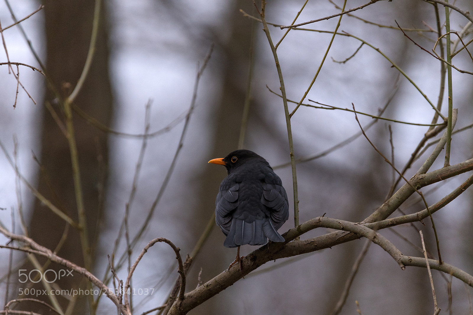 Nikon D500 sample photo. Blackbird photography