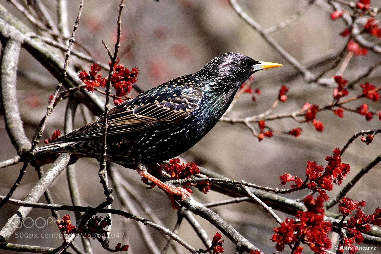 Sony ILCA-77M2 sample photo. European starling photography