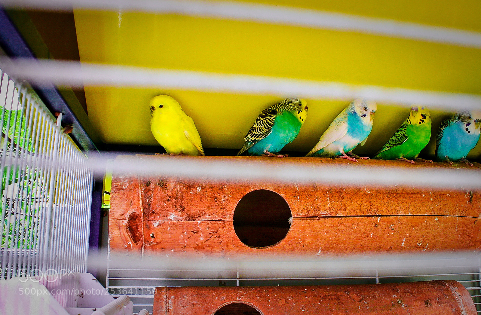 Canon EOS 20D sample photo. Untitled photography