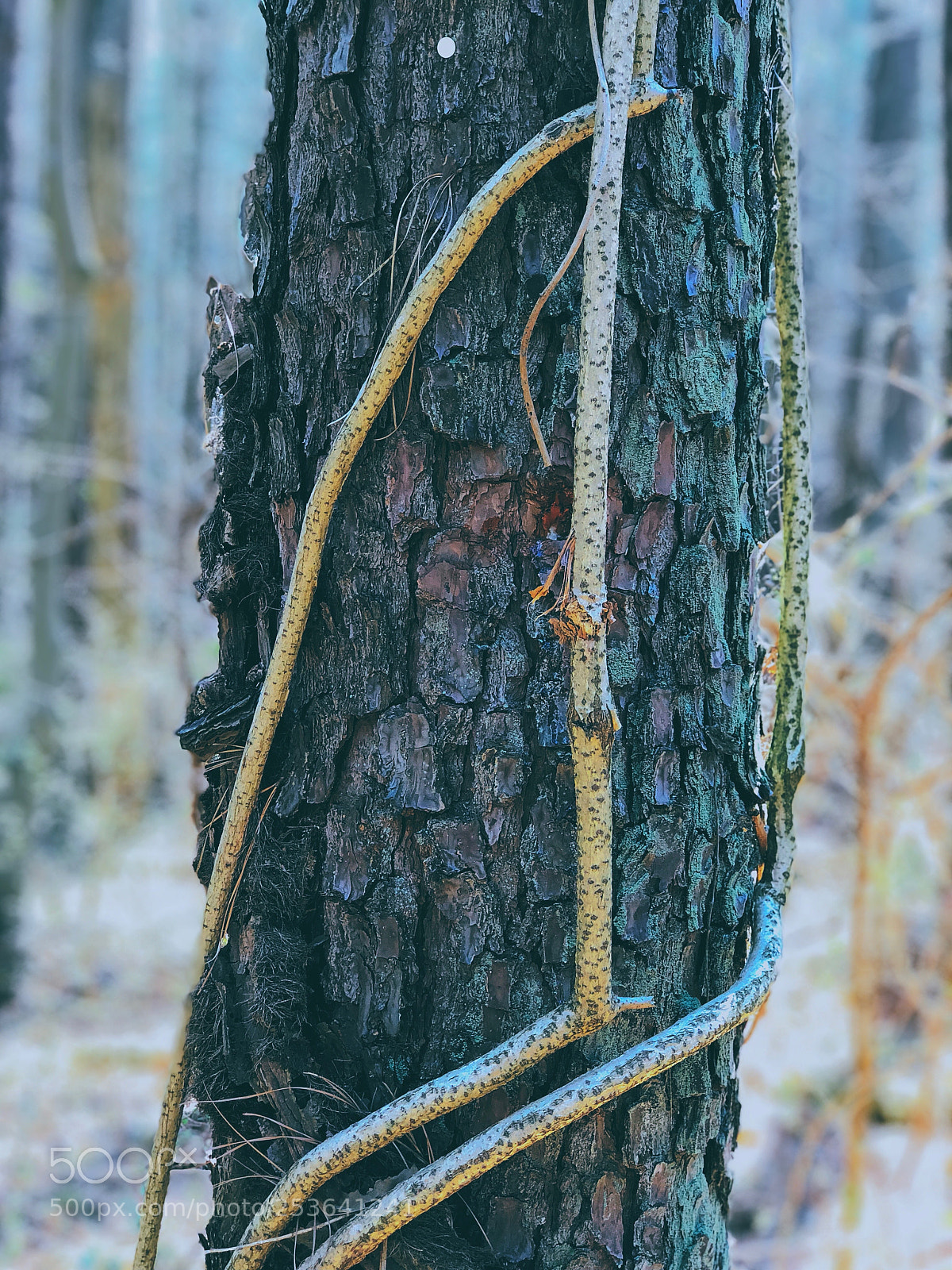 Apple iPhone 8 Plus sample photo. Vines photography