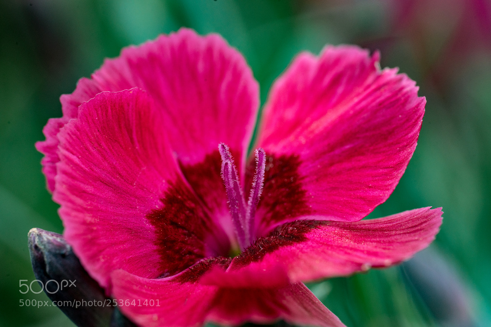 Sony a7R II sample photo. Big red photography