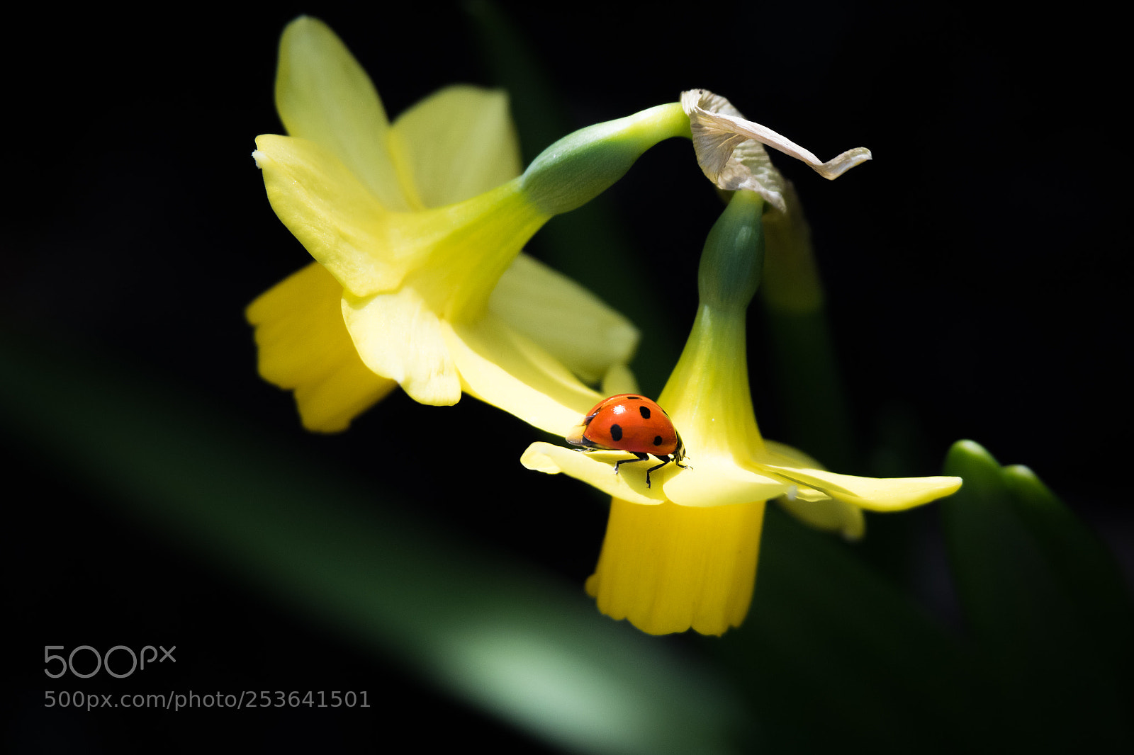 Nikon D500 sample photo. Bugged photography