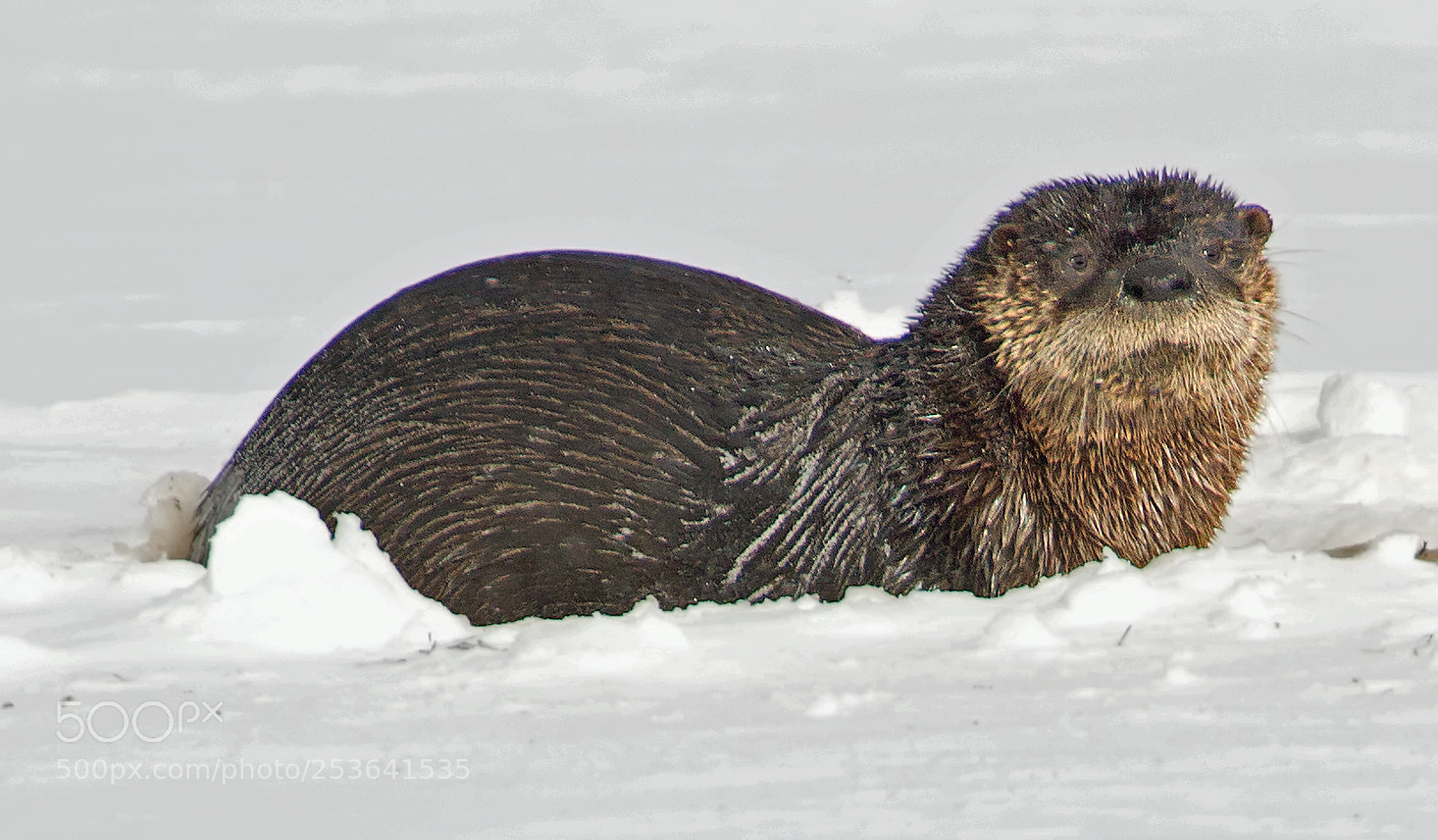 Canon EOS-1D Mark IV sample photo. North american river otter 9892 photography