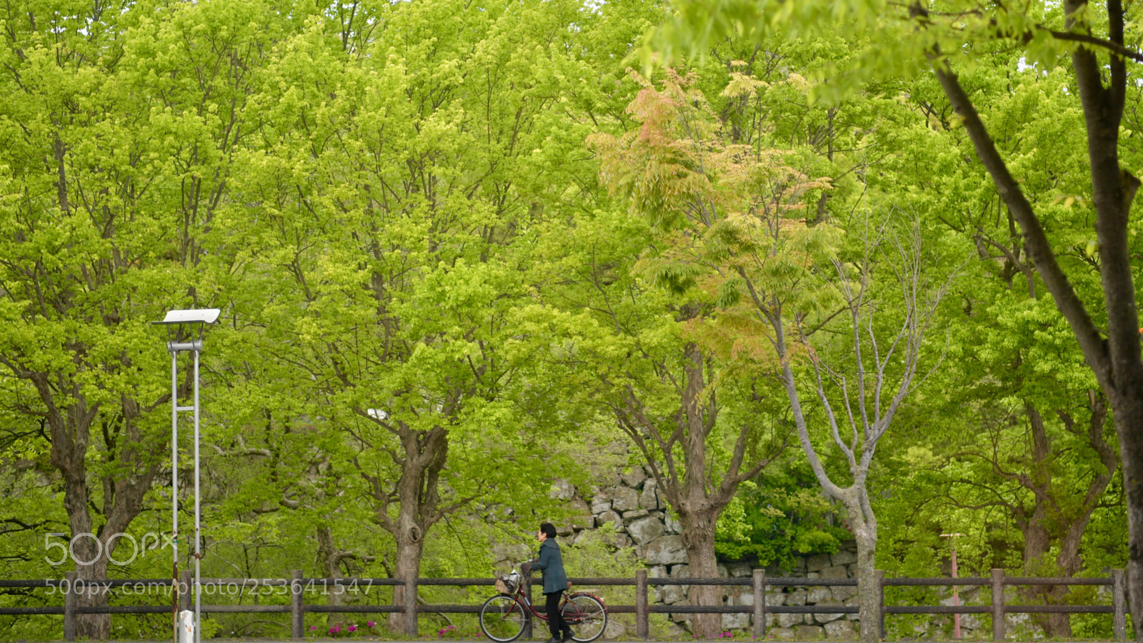 Nikon D5 sample photo. ㄌㄩ photography