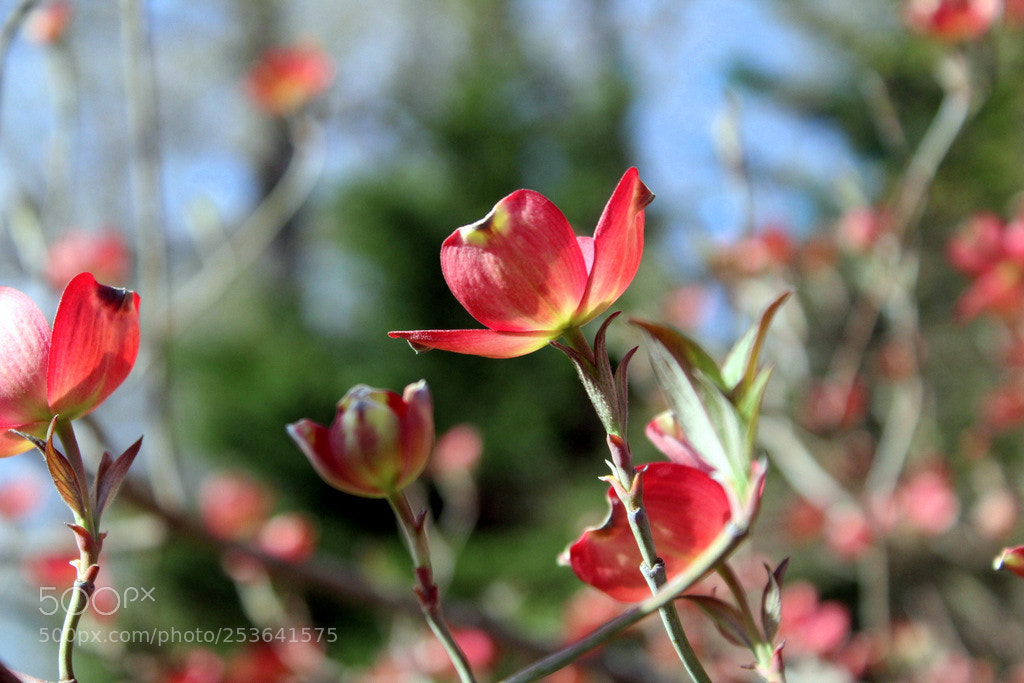 Canon EOS 1200D (EOS Rebel T5 / EOS Kiss X70 / EOS Hi) sample photo. Pink dogwood photography