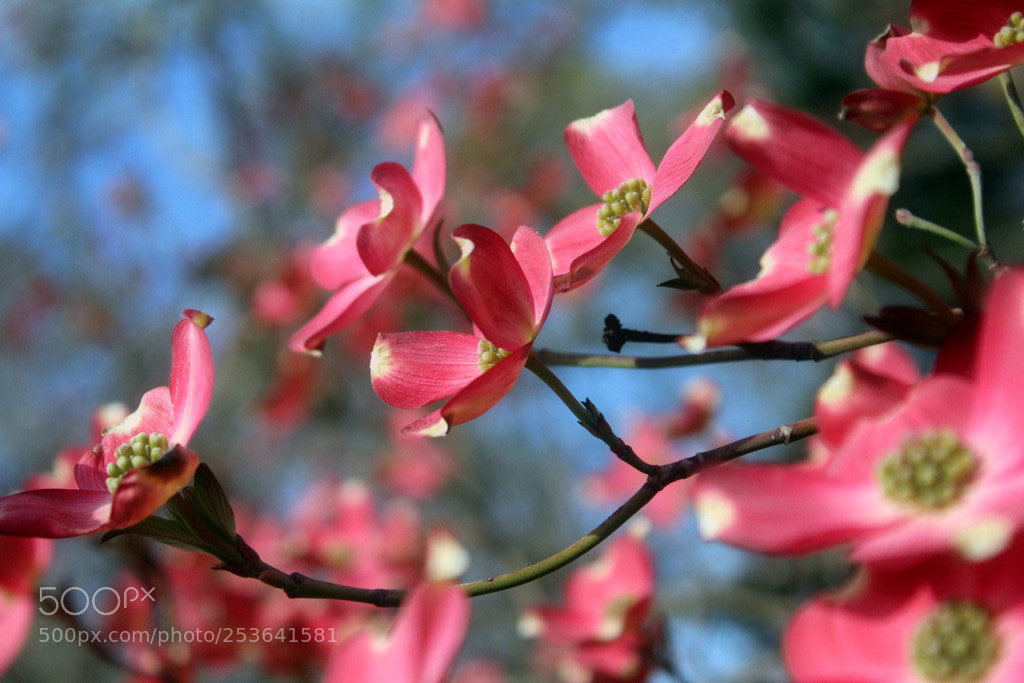 Canon EOS 1200D (EOS Rebel T5 / EOS Kiss X70 / EOS Hi) sample photo. Pink dogwood photography