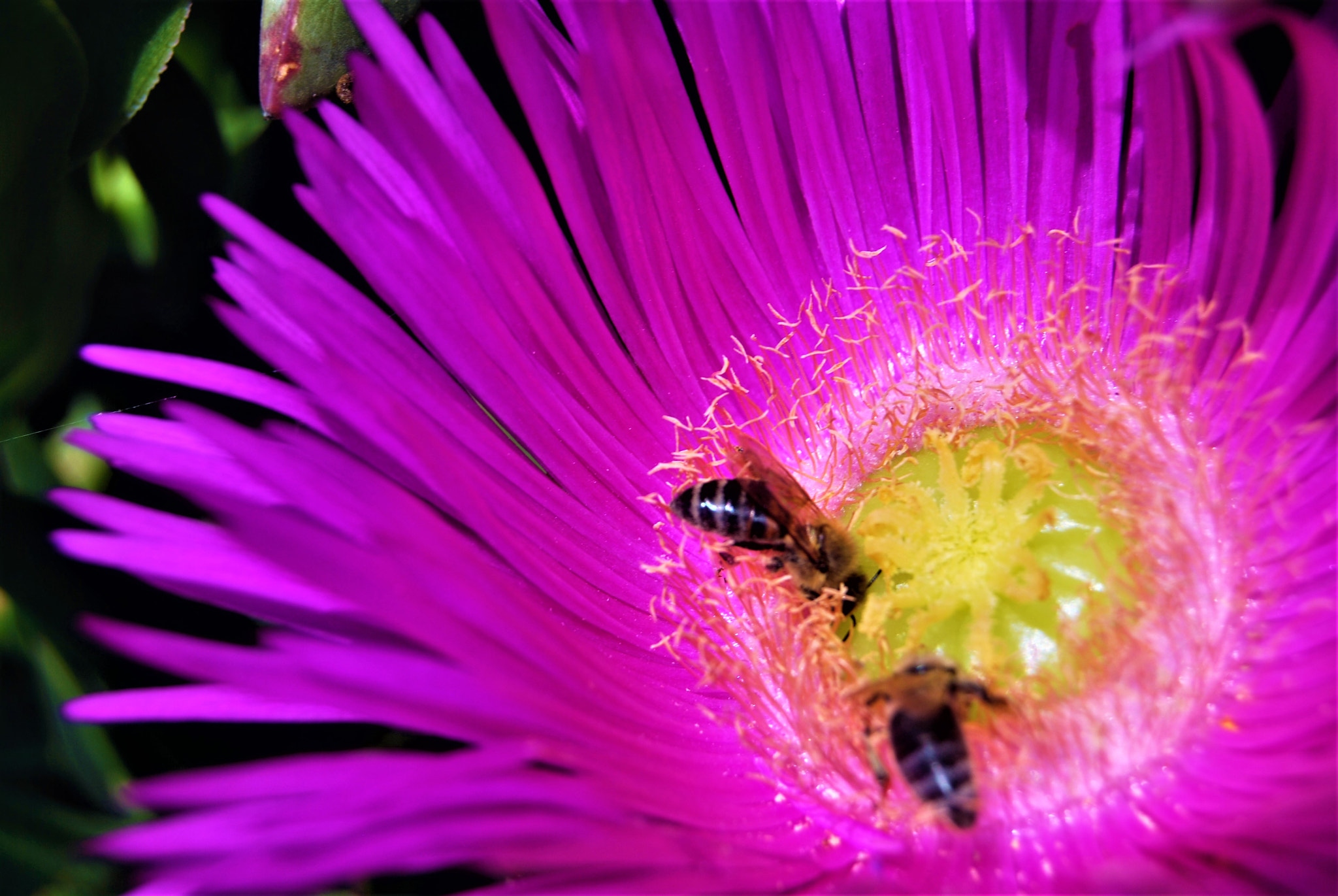 Nikon D60 sample photo. Brunch..... photography