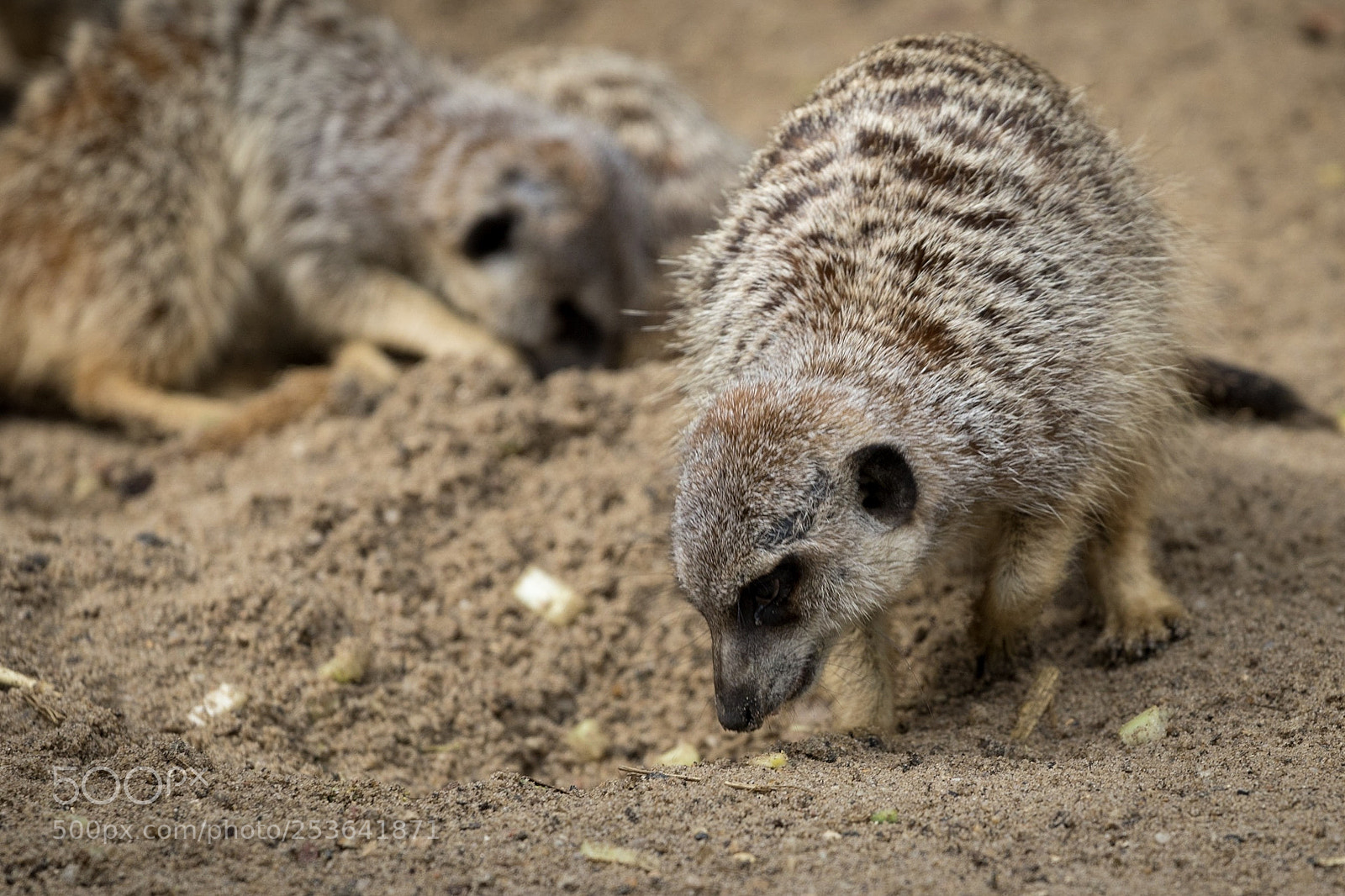 Canon EOS 80D sample photo. Meerkats at paradise wildlife photography
