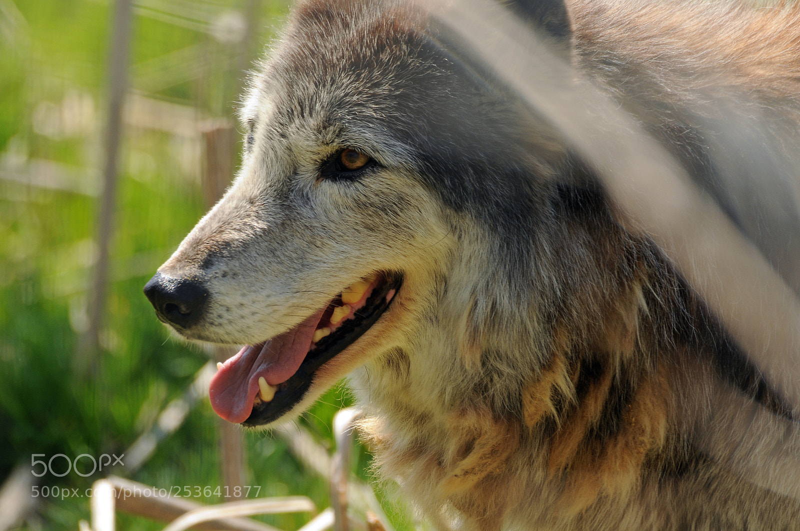 Nikon D300 sample photo. Wolf sanctuary photography
