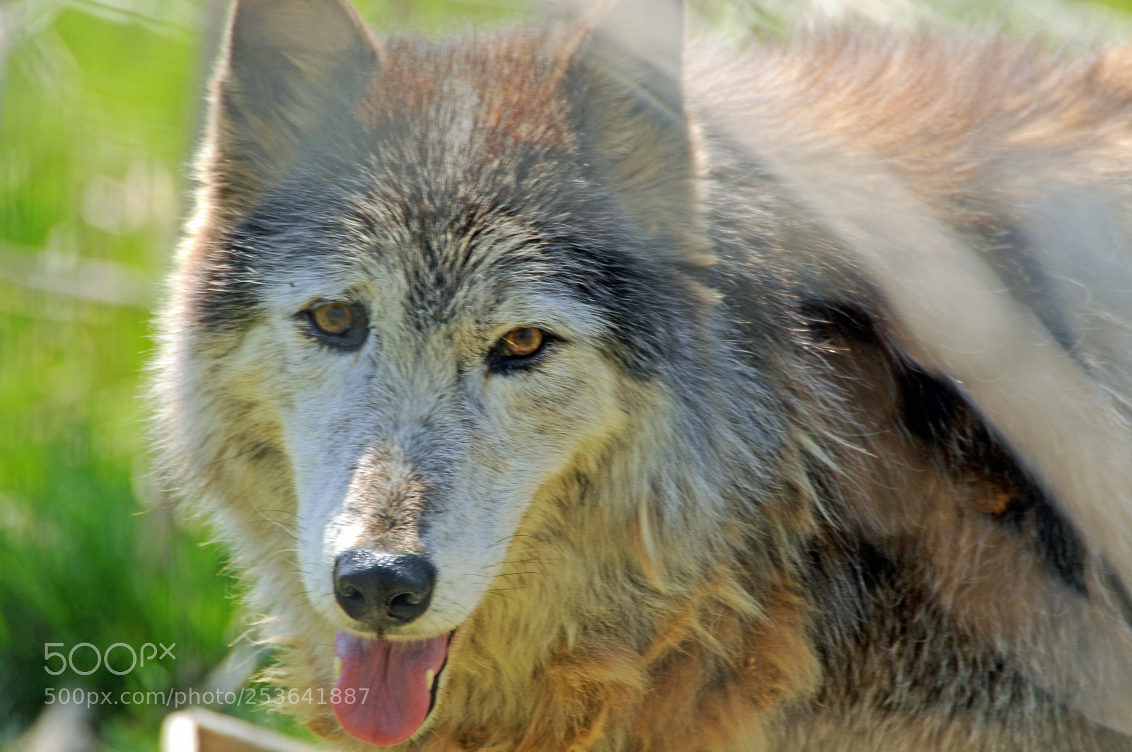 Nikon D300 sample photo. Wolf sanctuary jpg photography
