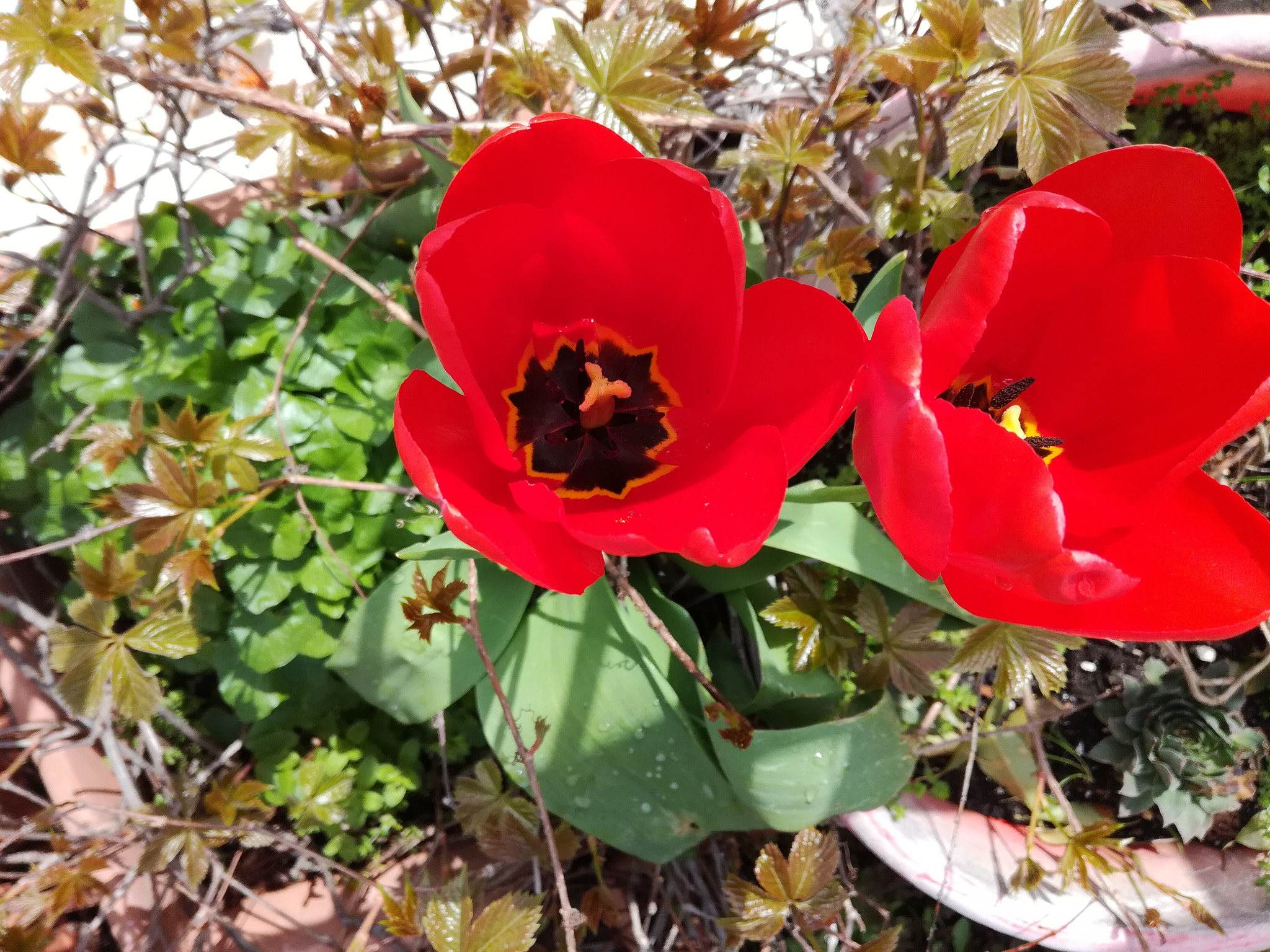 HUAWEI Honor 5C sample photo