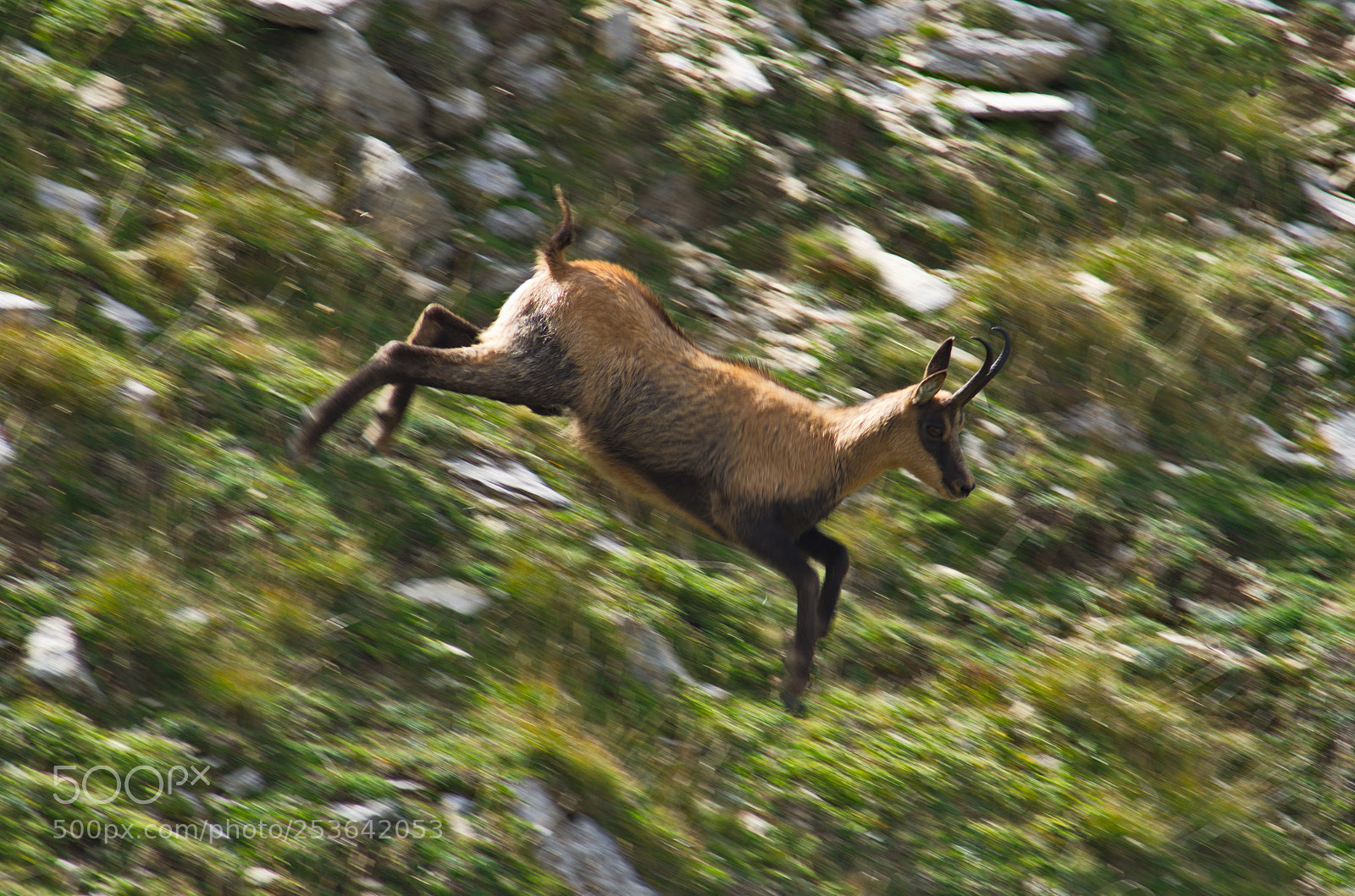 Pentax K-50 sample photo. Chamois abruzzese 9 photography