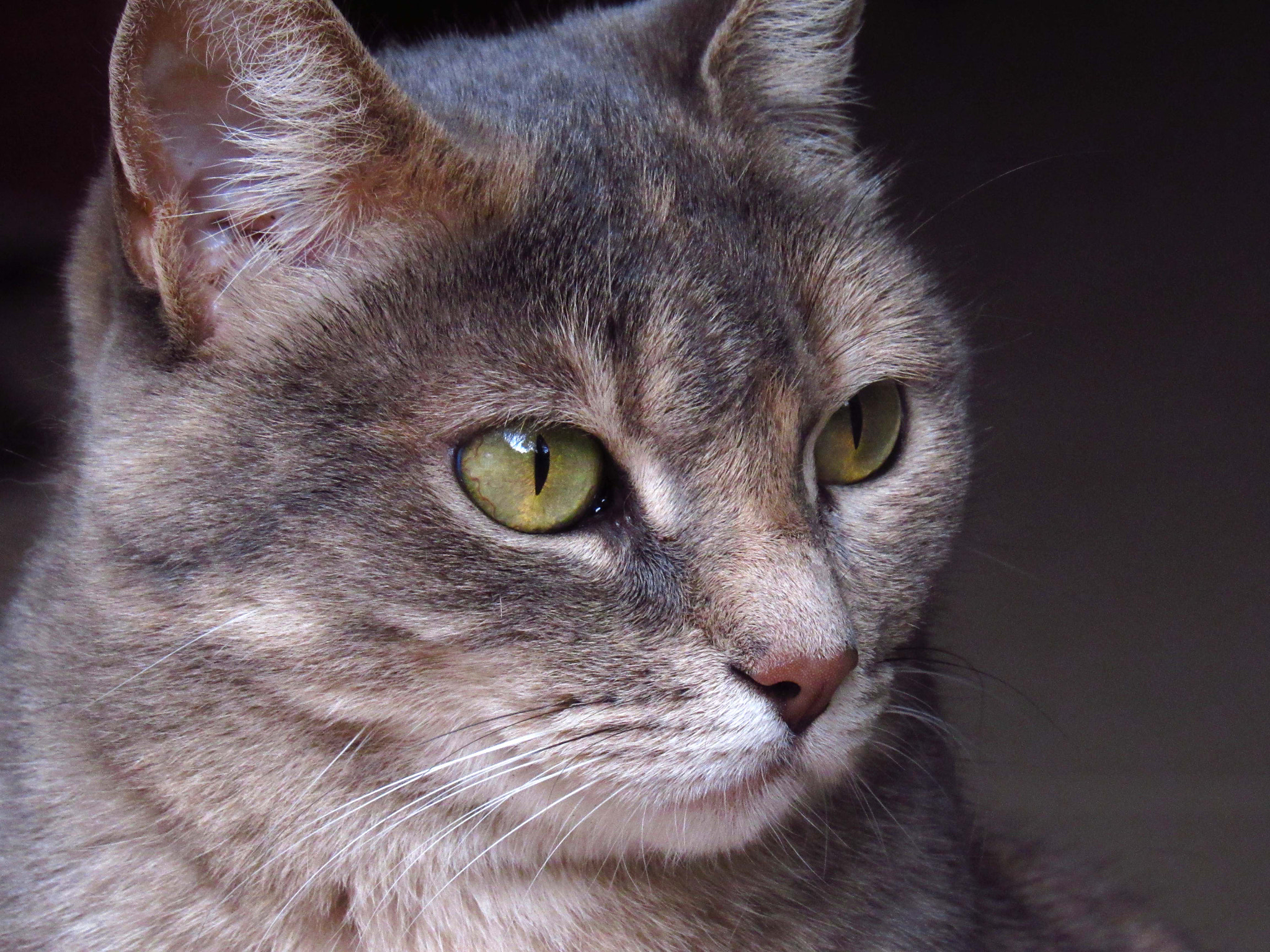 Canon PowerShot SX520 HS sample photo. Cristalo ii photography