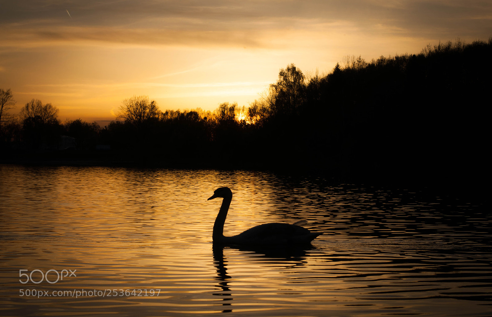 Nikon D5000 sample photo. Sunset with swan photography