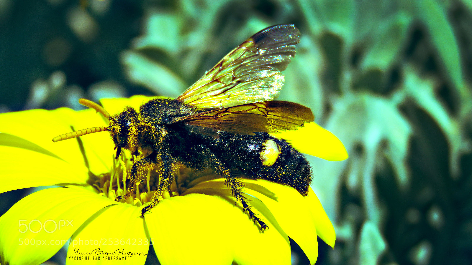 Canon PowerShot SX60 HS sample photo. Bee photography