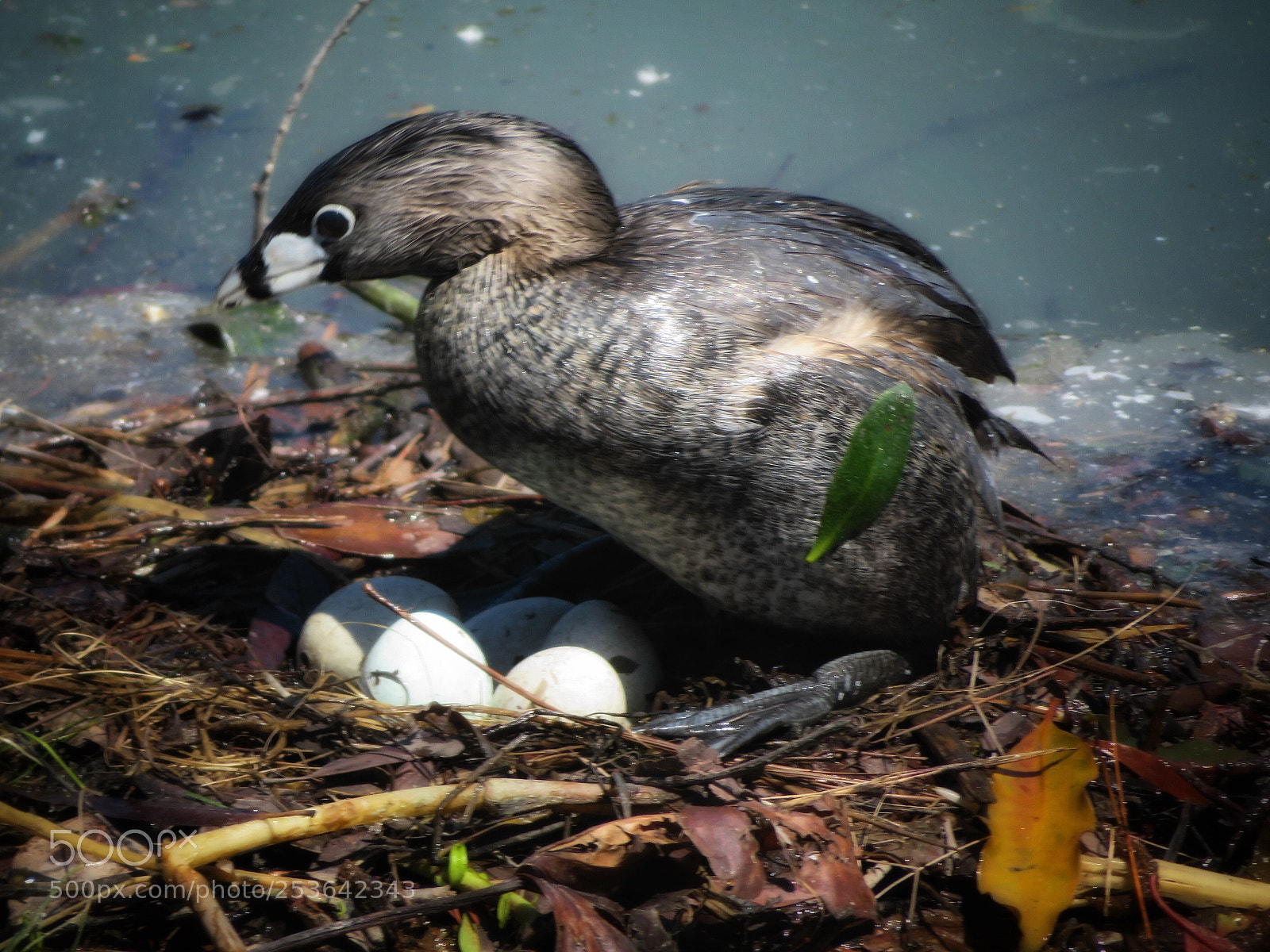 Canon PowerShot SX720 HS sample photo. Five eggs photography