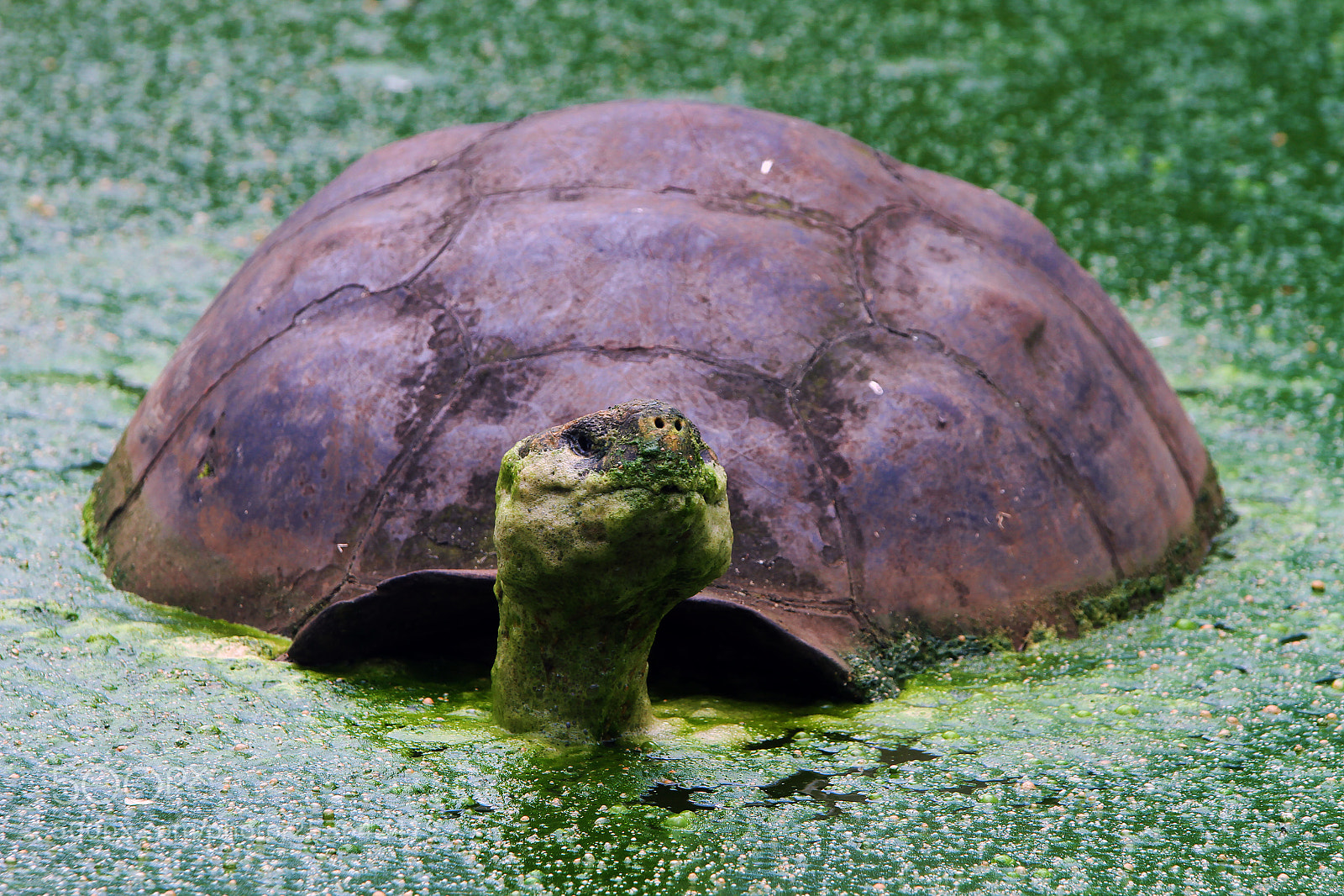 Canon EOS 7D sample photo. Camouflage photography