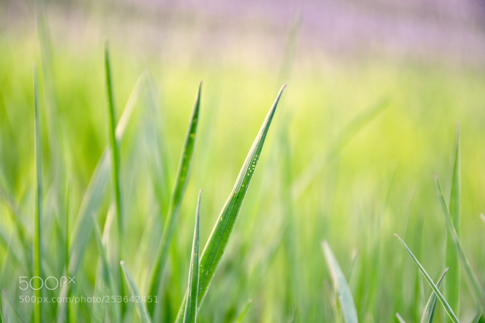 Nikon D7500 sample photo. Green life. photography