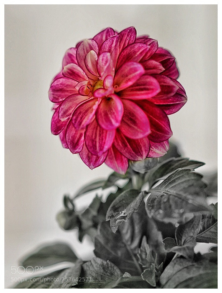 Sony a7 II sample photo. Dahlia photography
