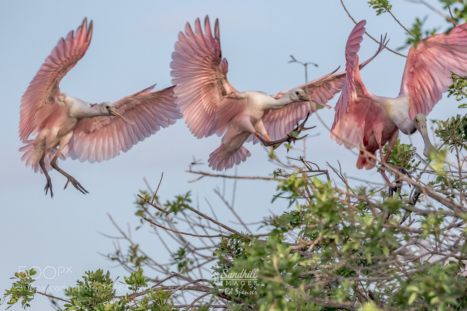 Canon EOS 7D Mark II sample photo. Flight training photography