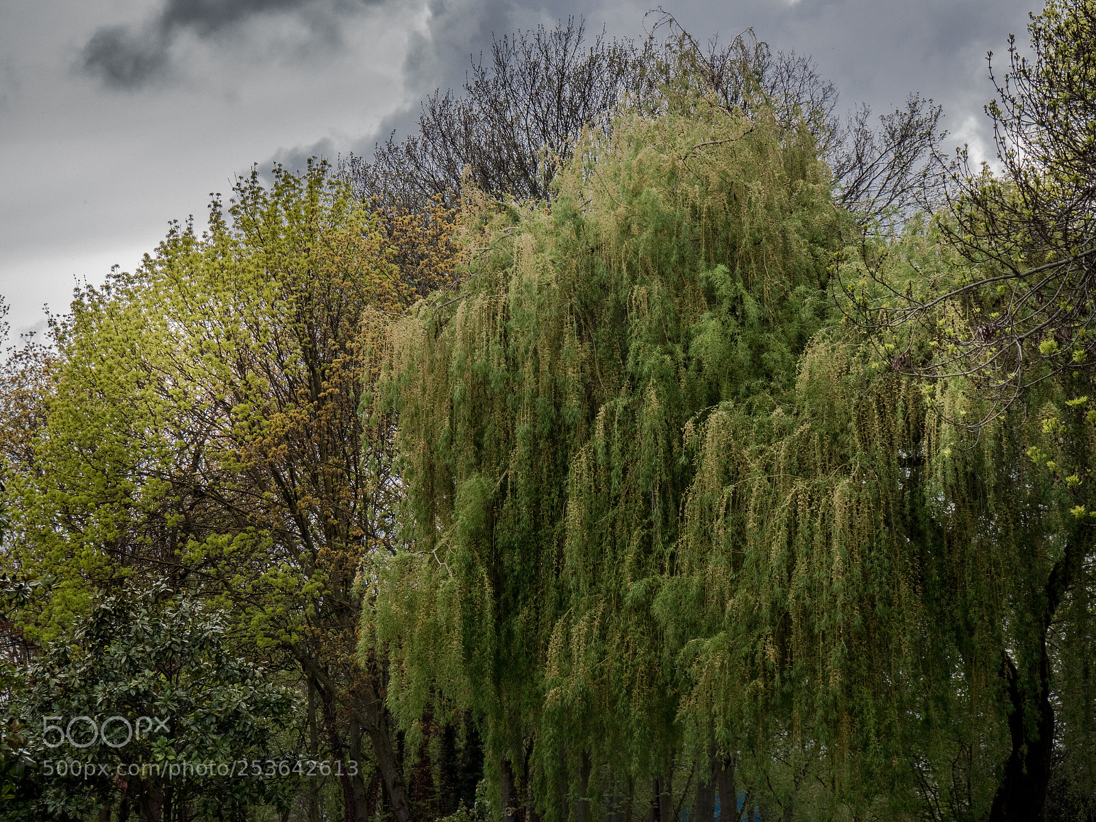 Panasonic Lumix DMC-GX8 sample photo. Paint trees photography
