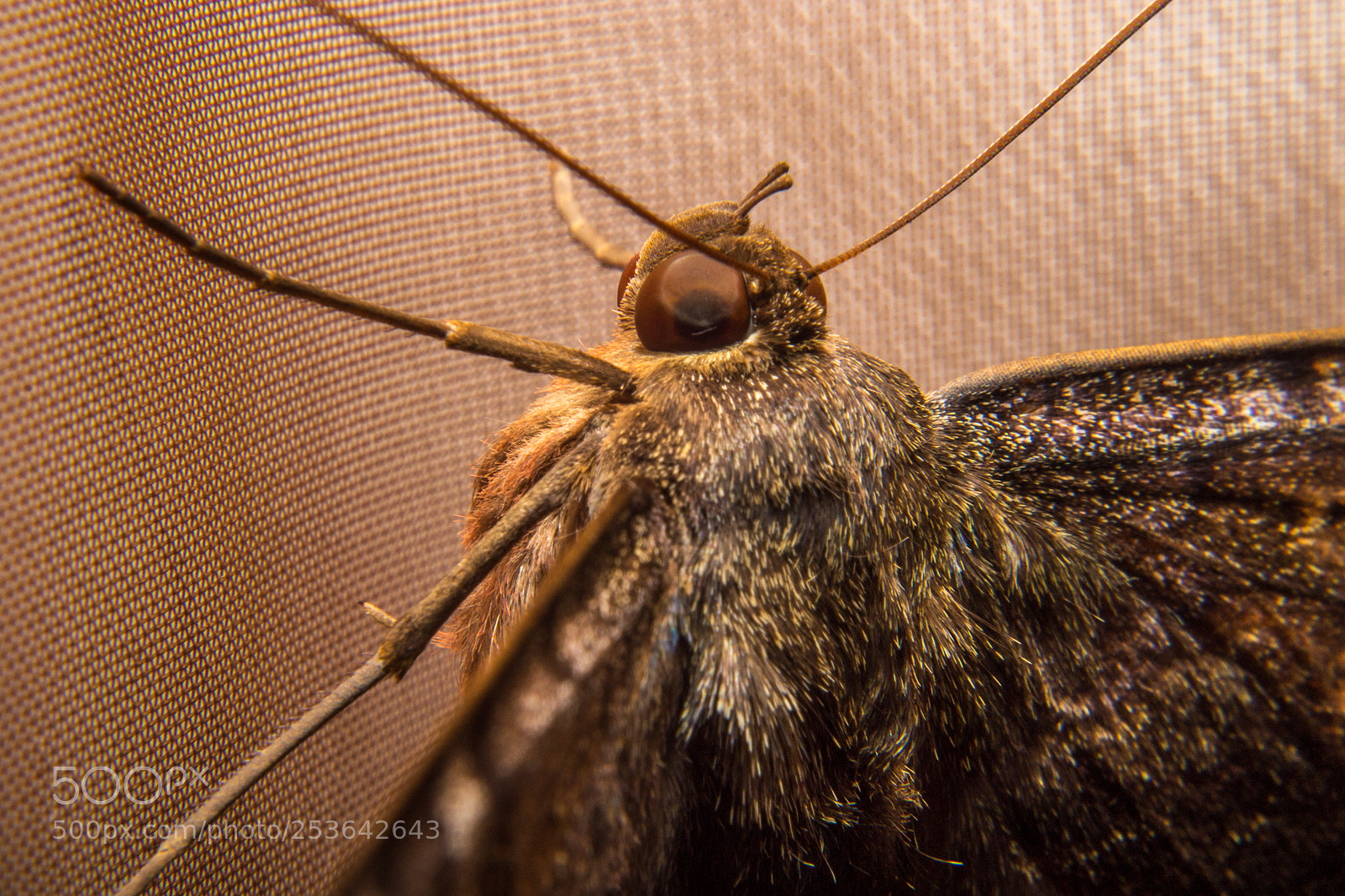 Nikon D3100 sample photo. Butterfly photography
