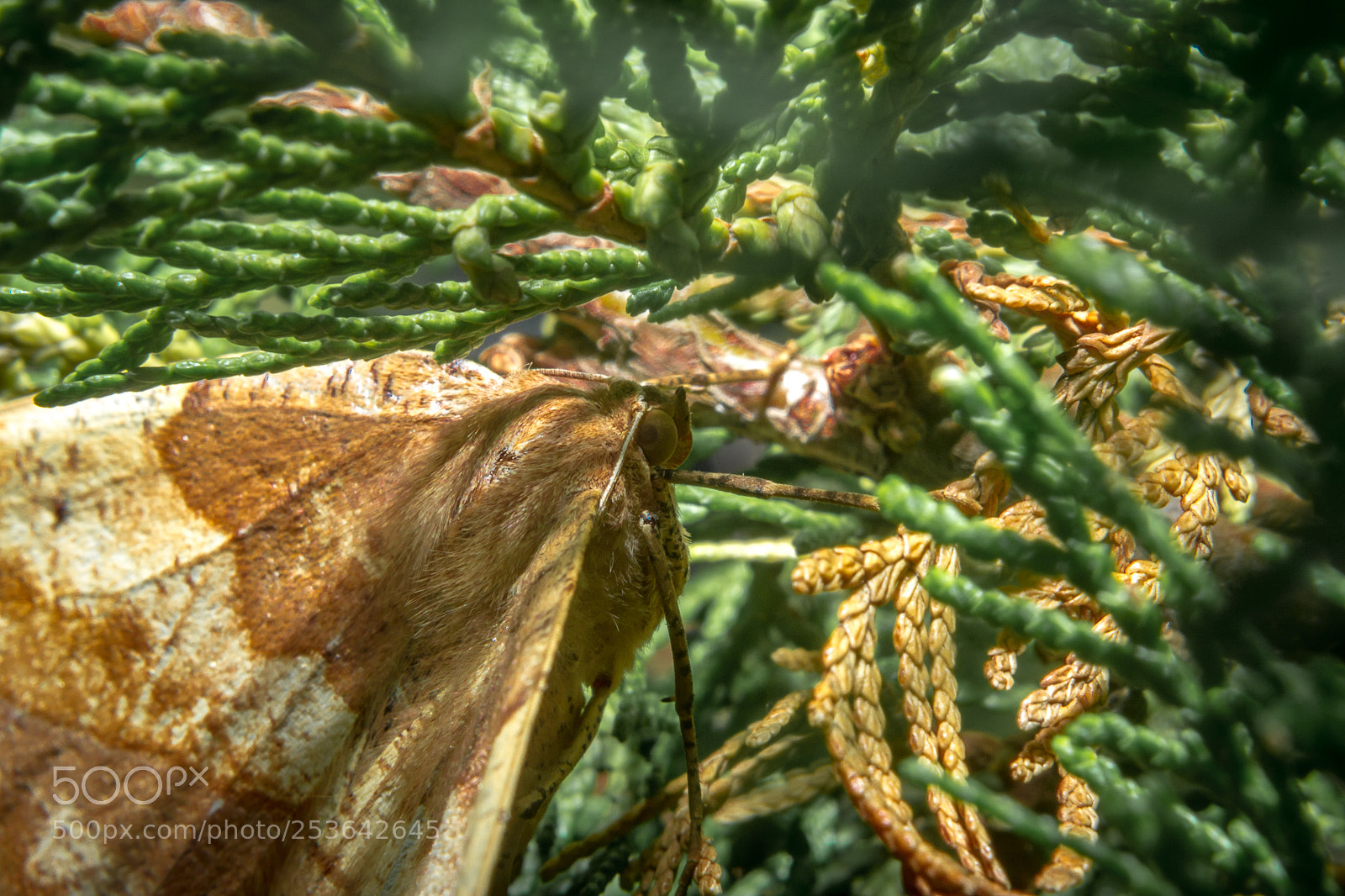 Nikon D3100 sample photo. Butterfly photography