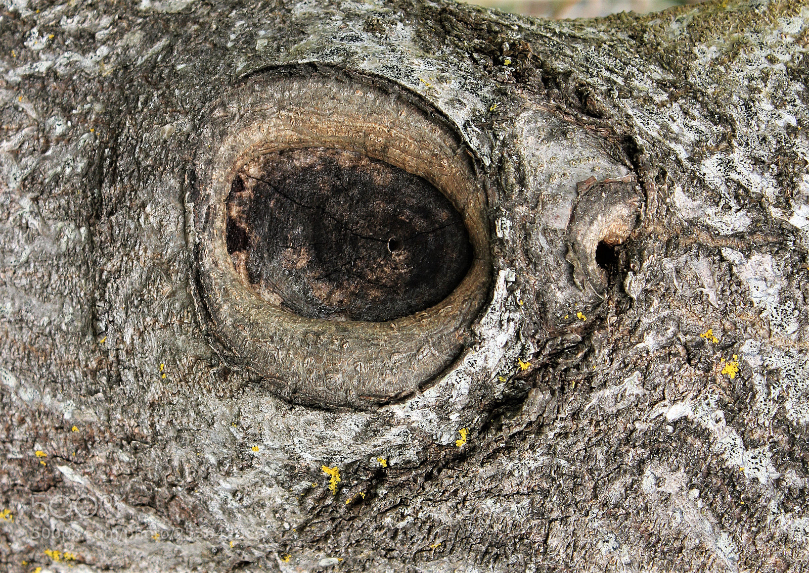 Canon EOS 60D sample photo. Quand la nature nous photography