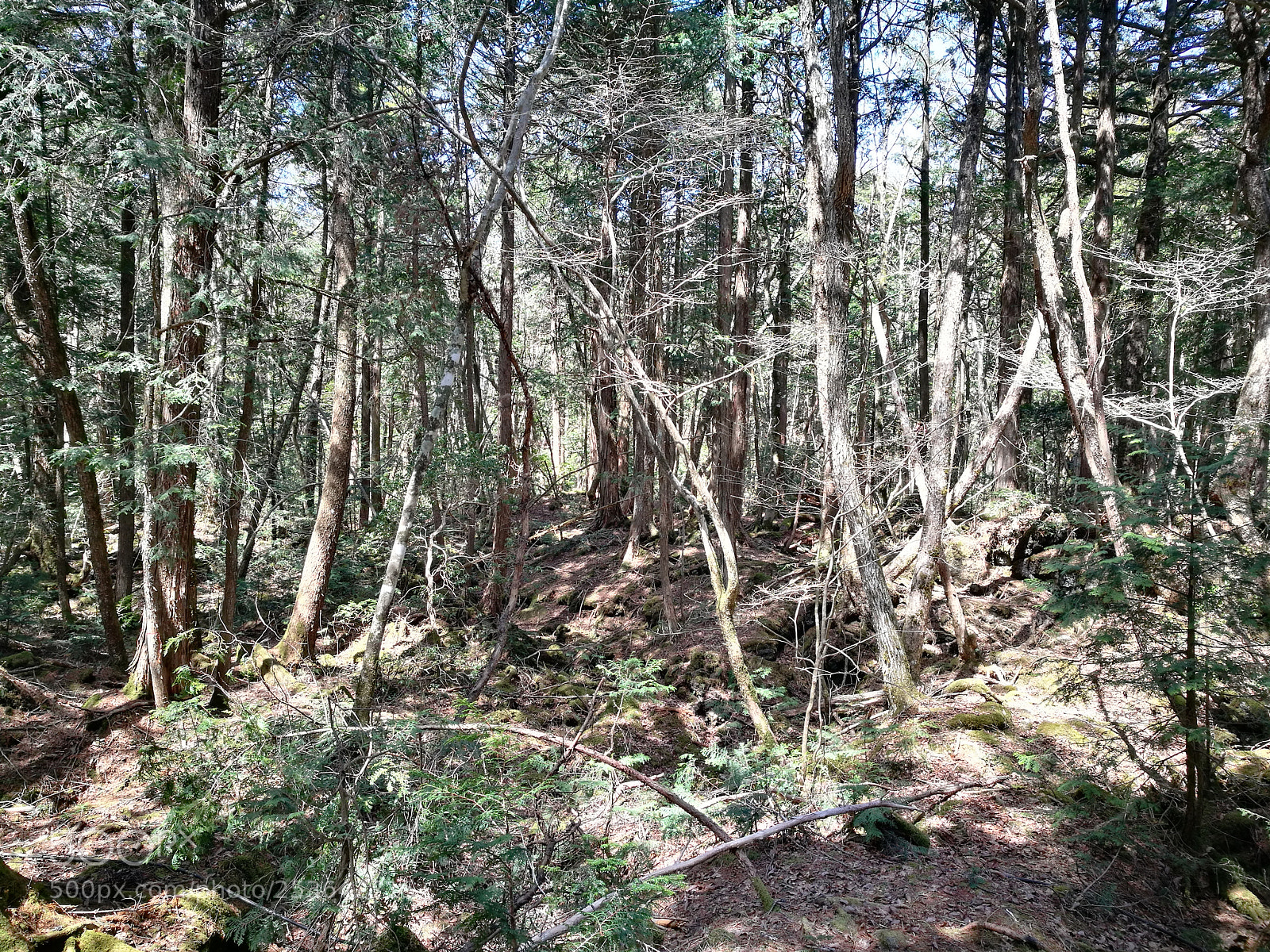 HUAWEI P9 sample photo. Suicide forest photography