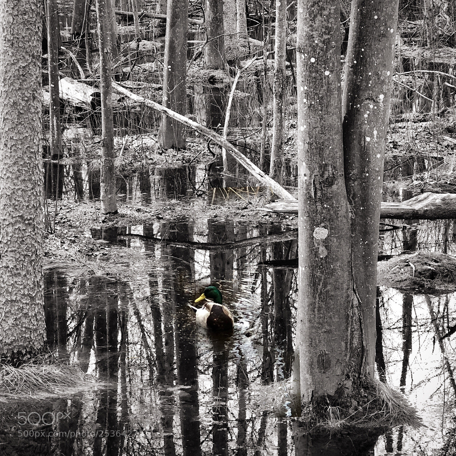 Apple iPhone 8 Plus sample photo. Mallard in a bog photography