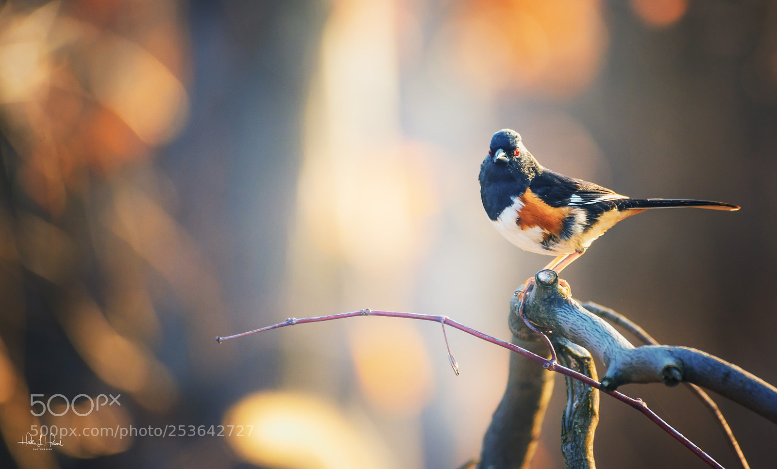 Nikon D810 sample photo. The towhee photography