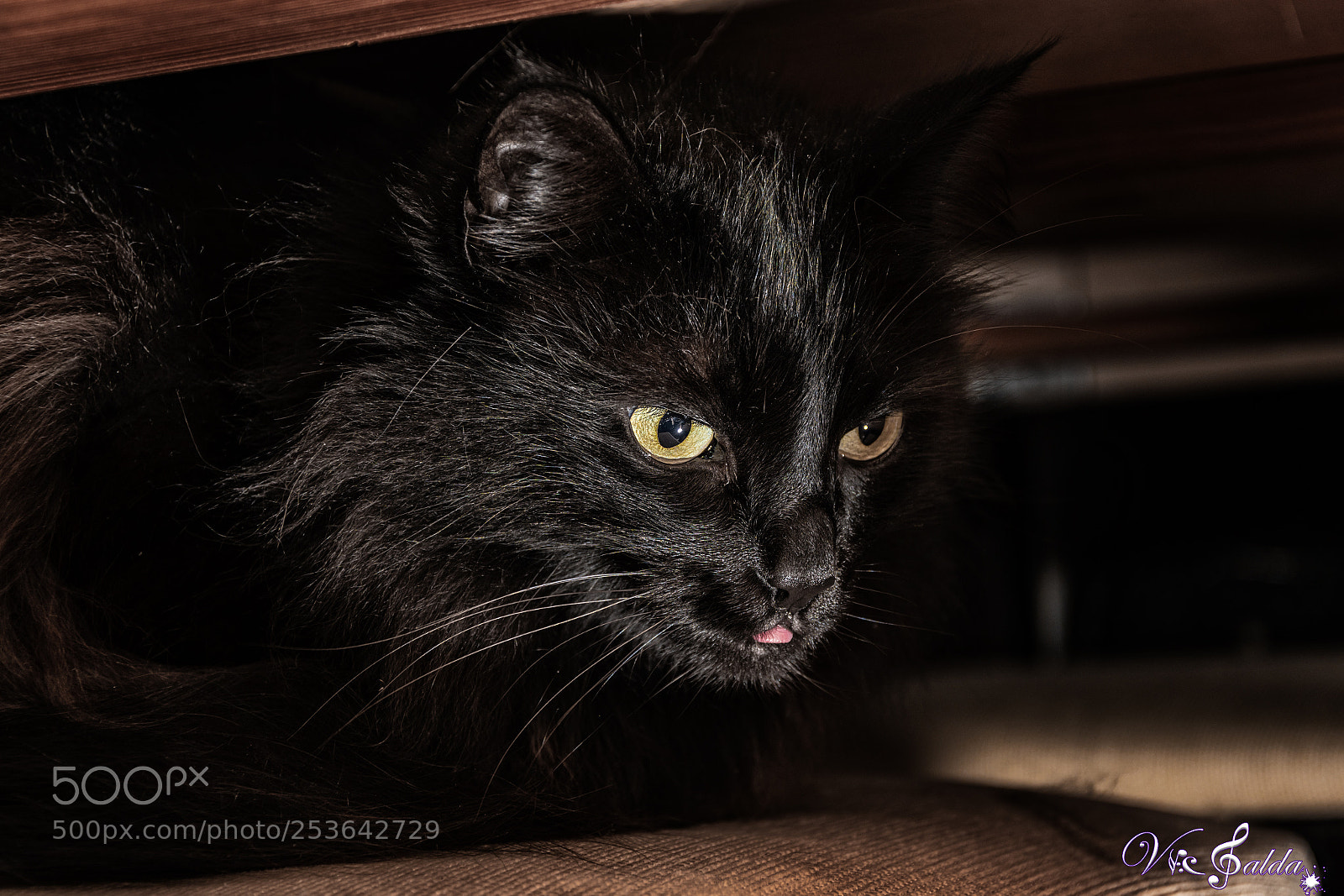 Nikon D7500 sample photo. Moony the kitten photography