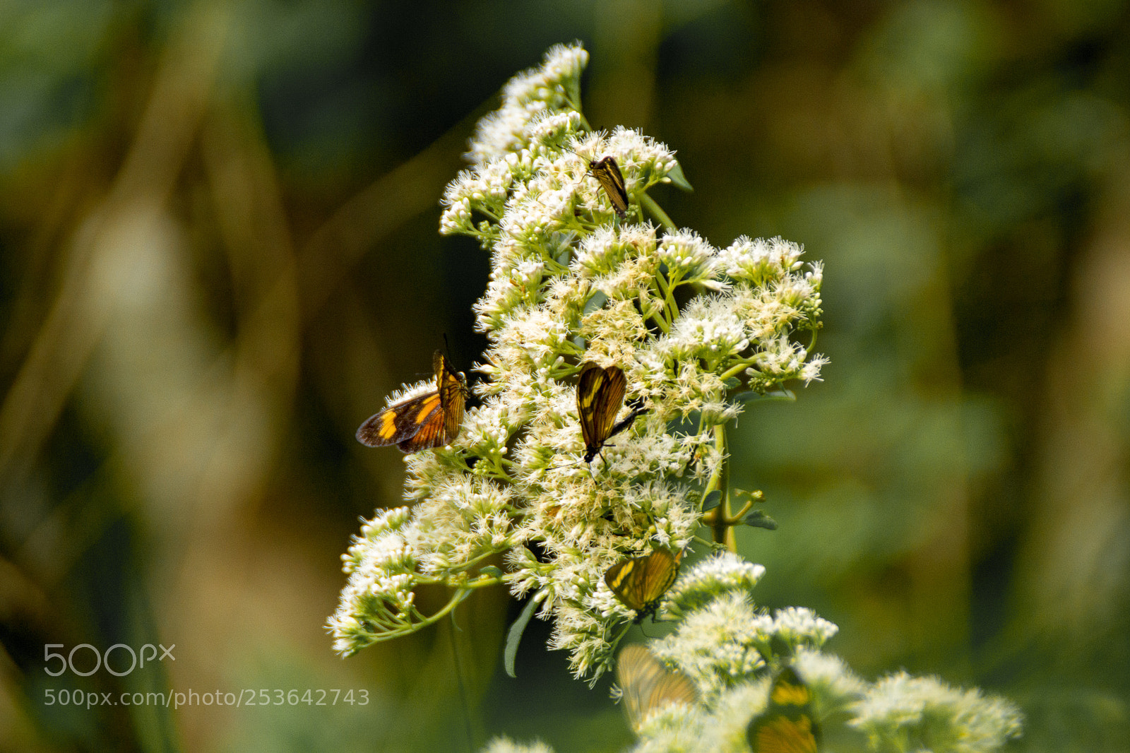 Nikon D3100 sample photo. Butterfly photography