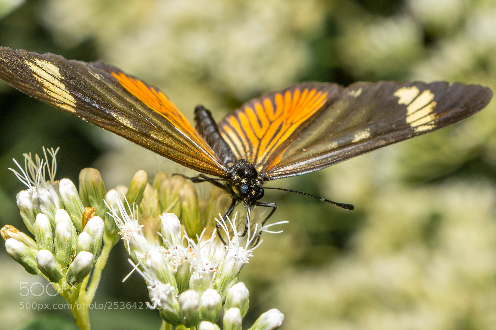 Nikon D3100 sample photo. Butterfly photography