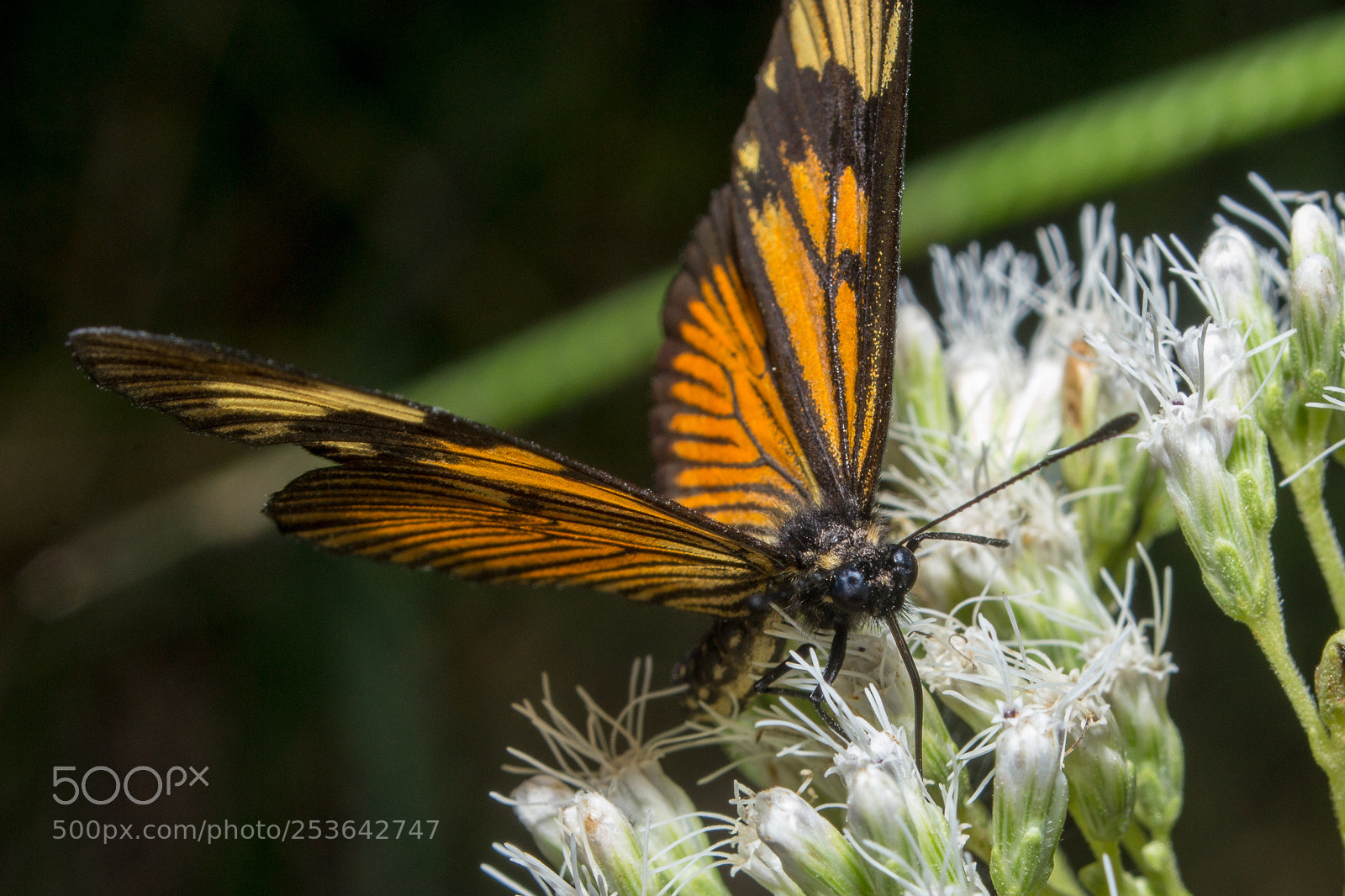 Nikon D3100 sample photo. Butterfly photography