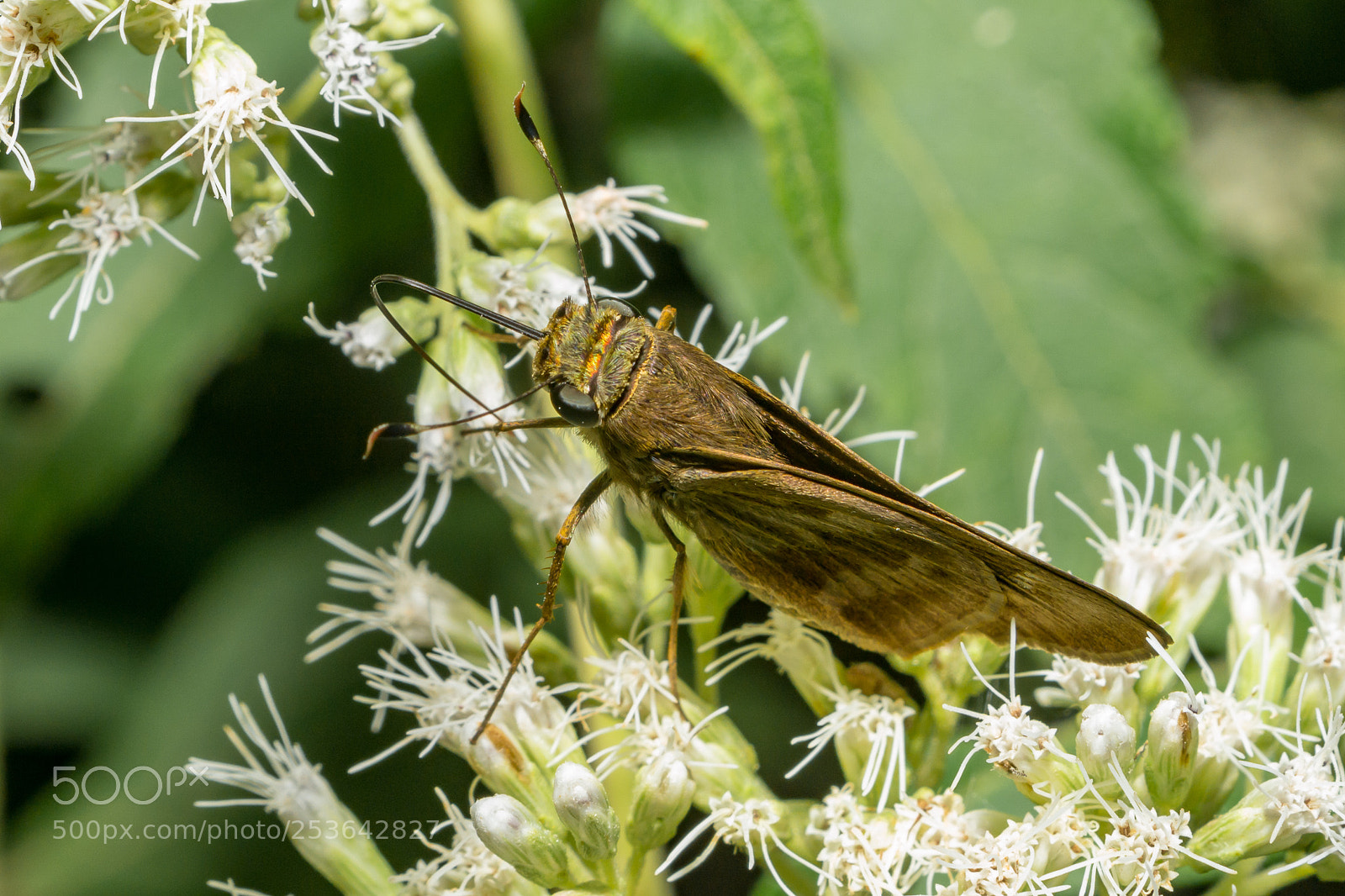 Nikon D3100 sample photo. Butterfly photography
