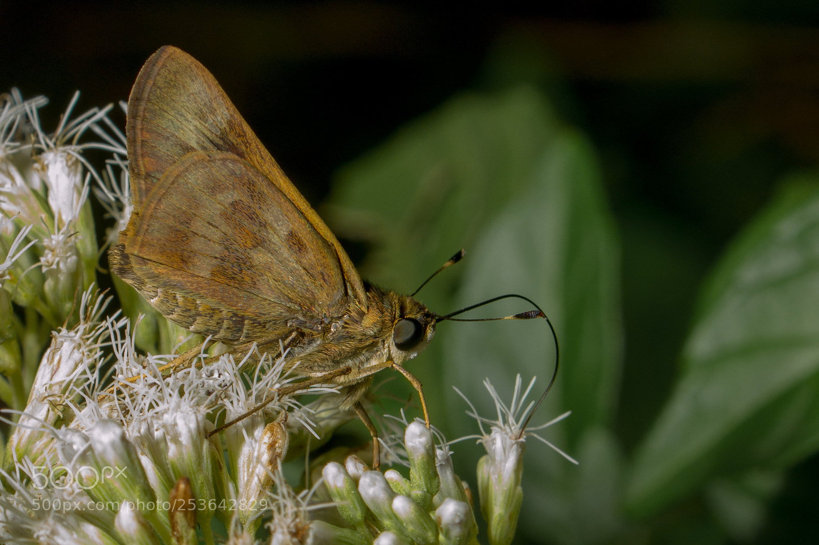 Nikon D3100 sample photo. Butterfly photography