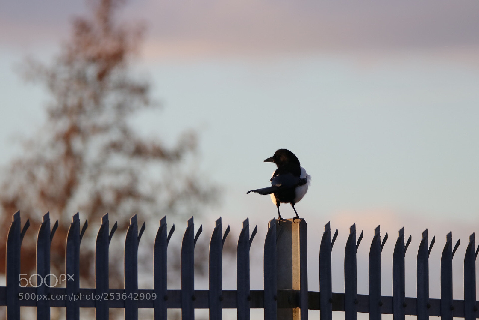 Canon EOS 80D sample photo. Morning, mr magpie!  photography