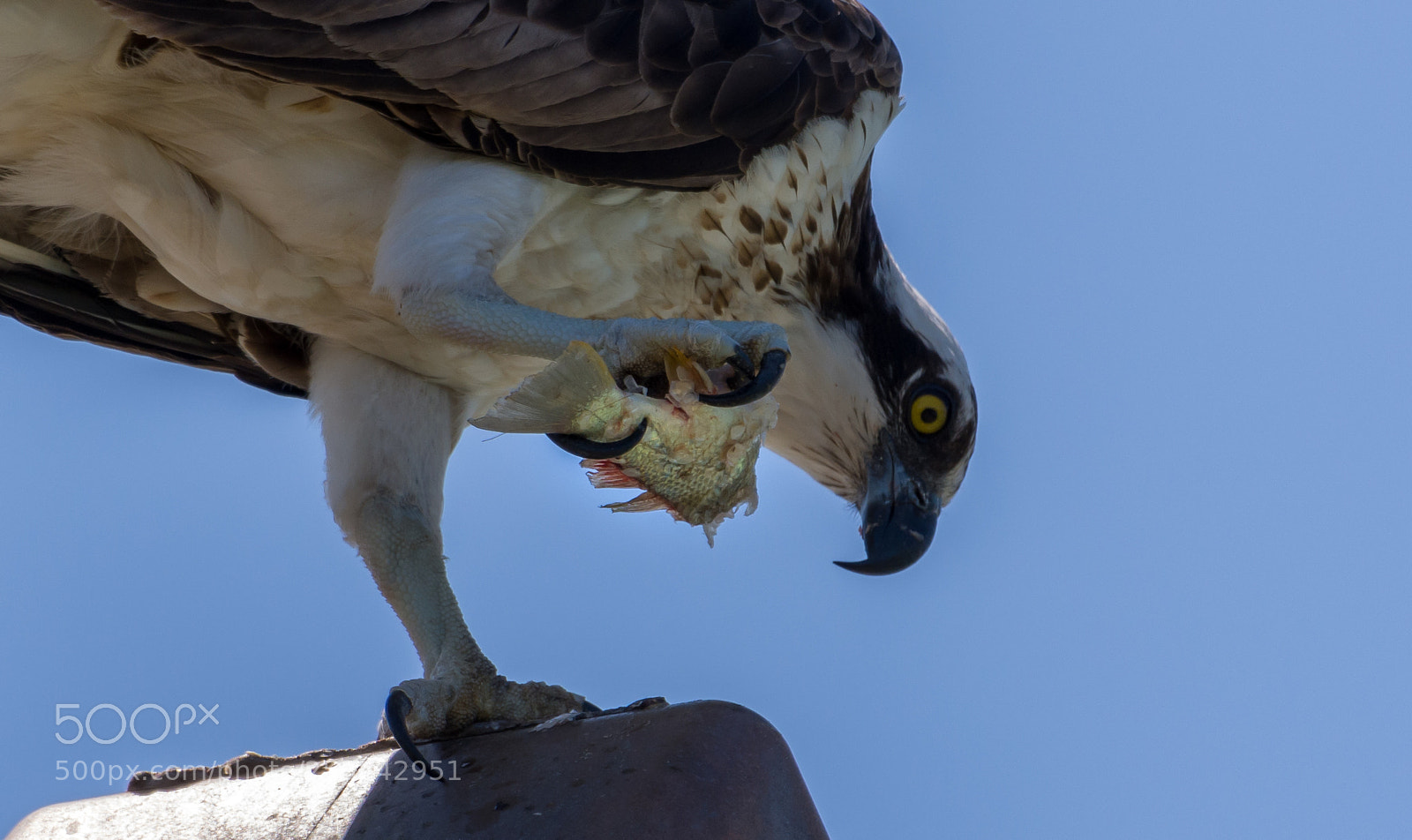 Nikon D7200 sample photo. Osprey enjoying a snack photography