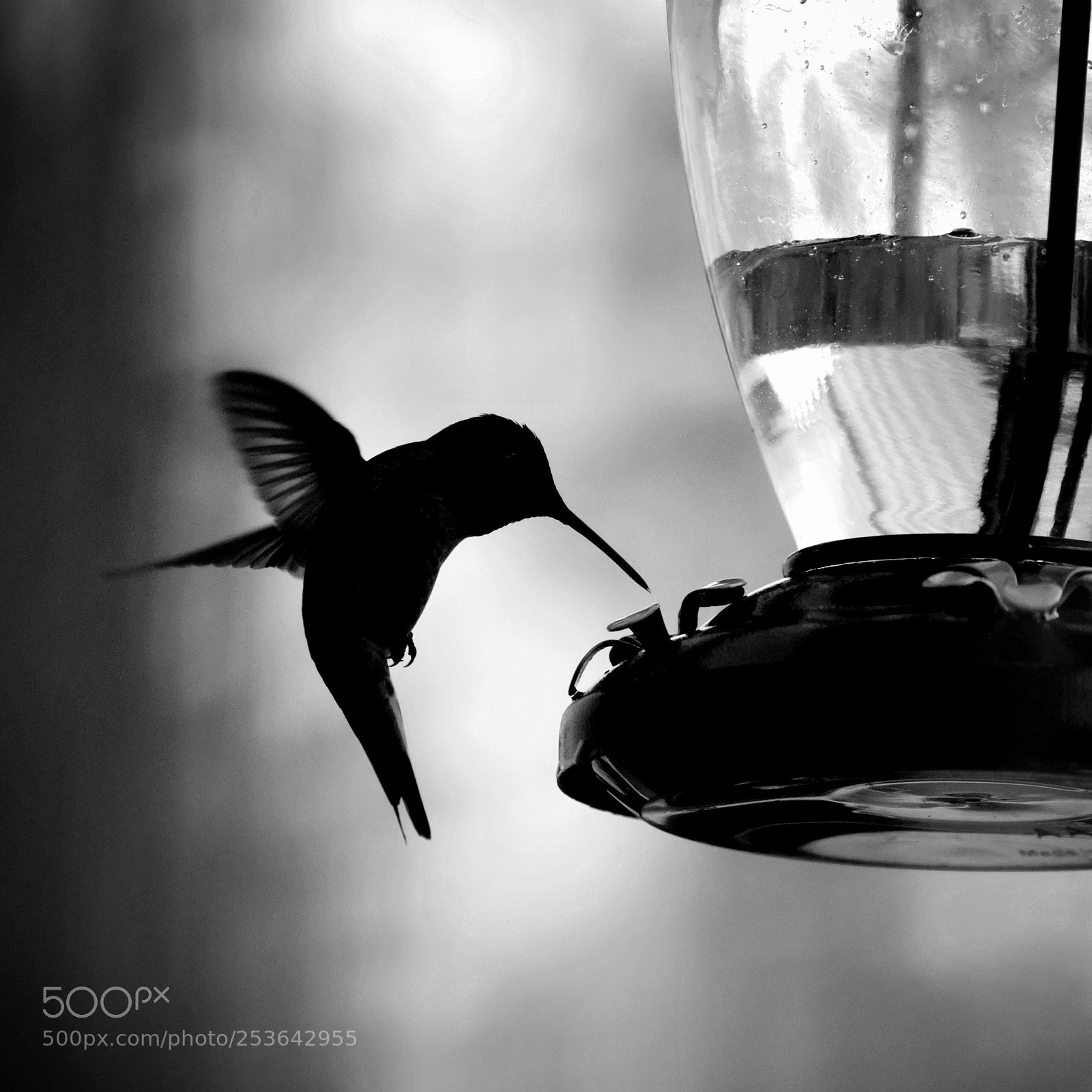 Fujifilm X-T2 sample photo. Hummingbird photography