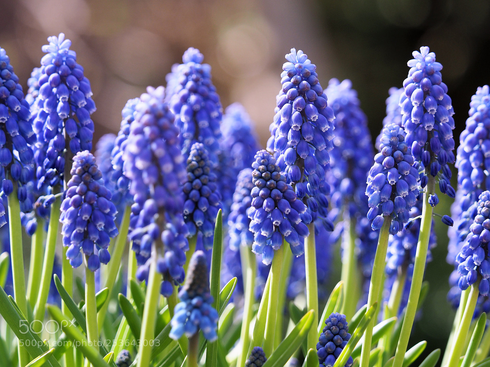 Olympus OM-D E-M1 Mark II sample photo. Blue  photography