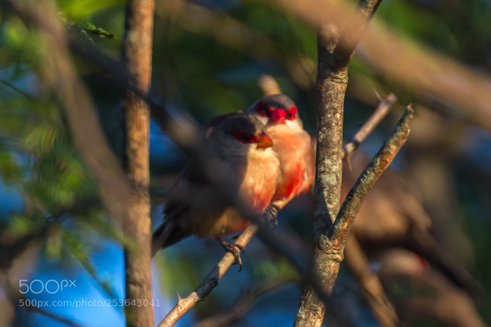 Nikon D3100 sample photo. Bico de lacre photography