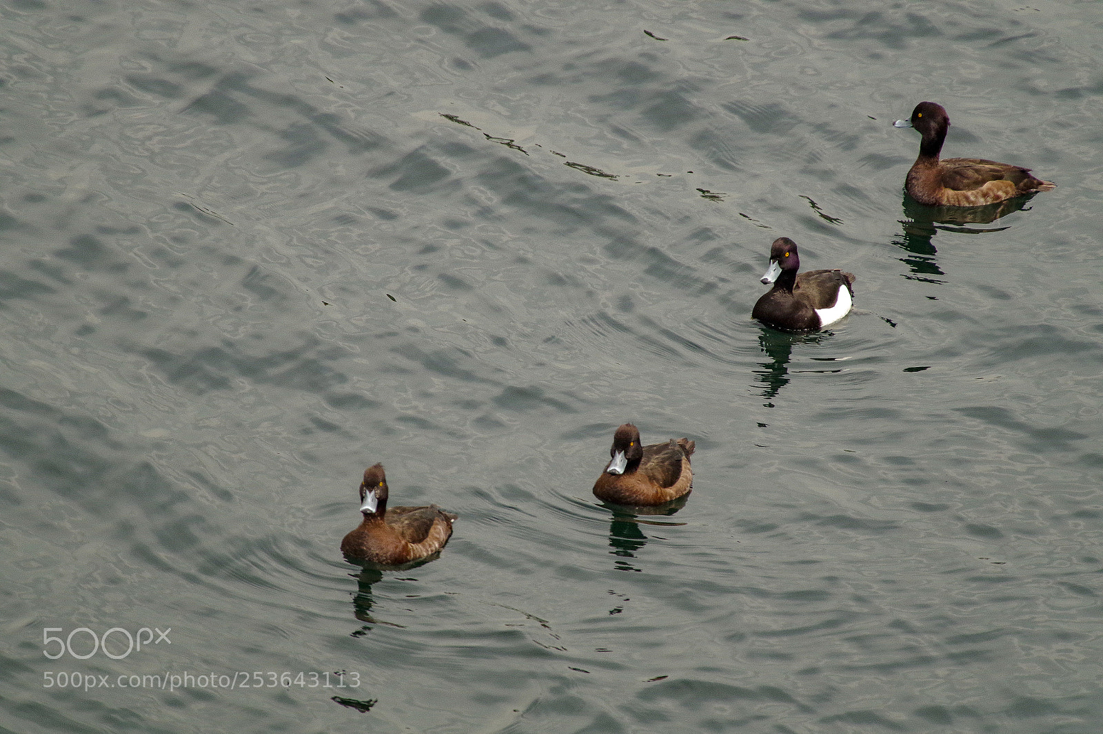 Pentax K-S2 sample photo. A plausible line photography