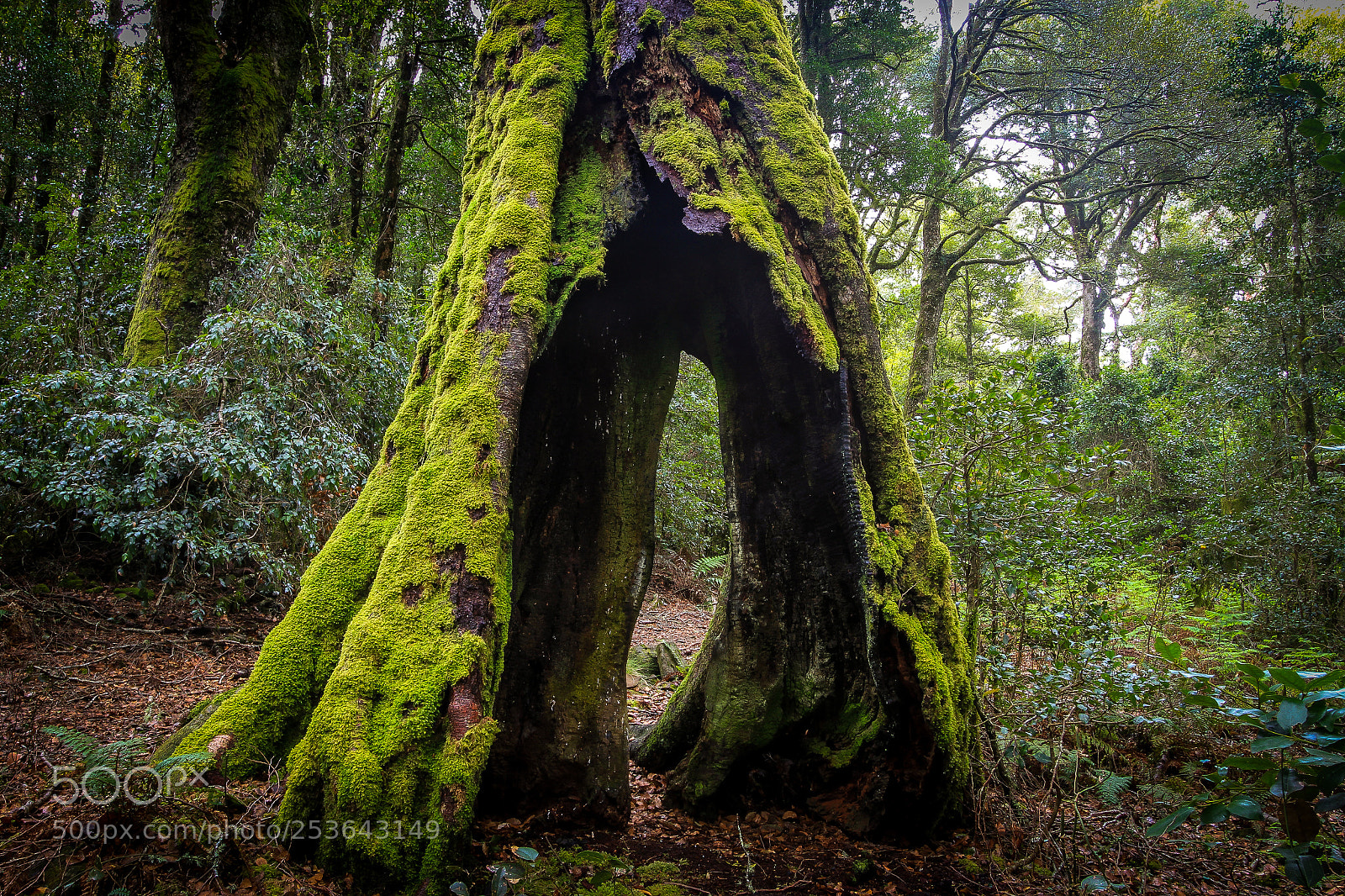 Canon EOS 7D sample photo. Hollow tree photography