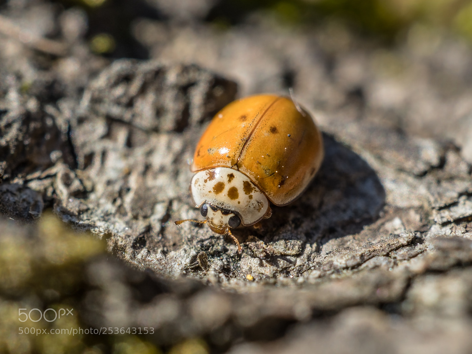 Olympus OM-D E-M1 Mark II sample photo. Coccinellidae photography