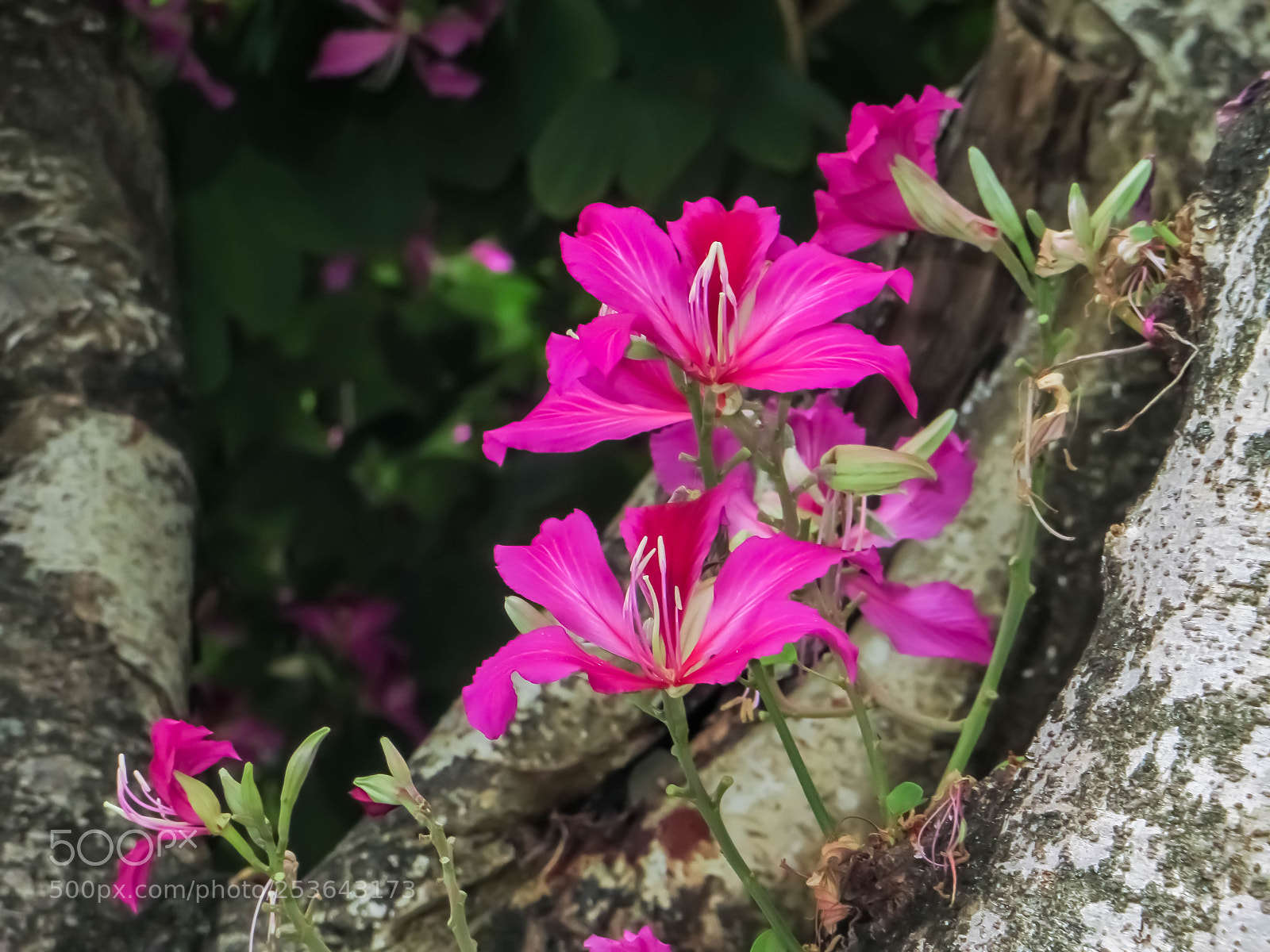Canon PowerShot SX240 HS sample photo. 开在树干上的羊蹄甲 photography