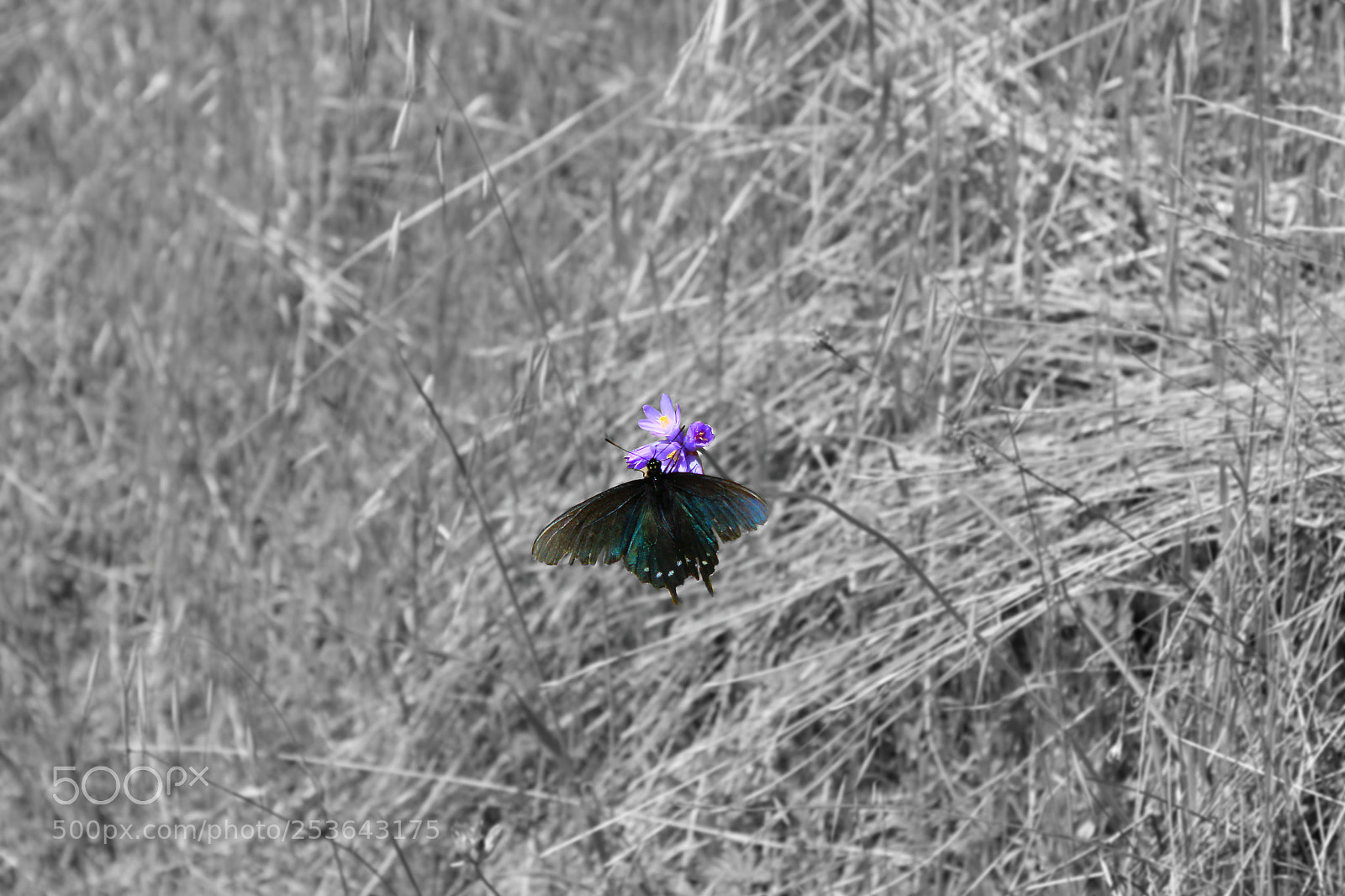 Canon EOS 1300D (EOS Rebel T6 / EOS Kiss X80) sample photo. The butterfly on a photography