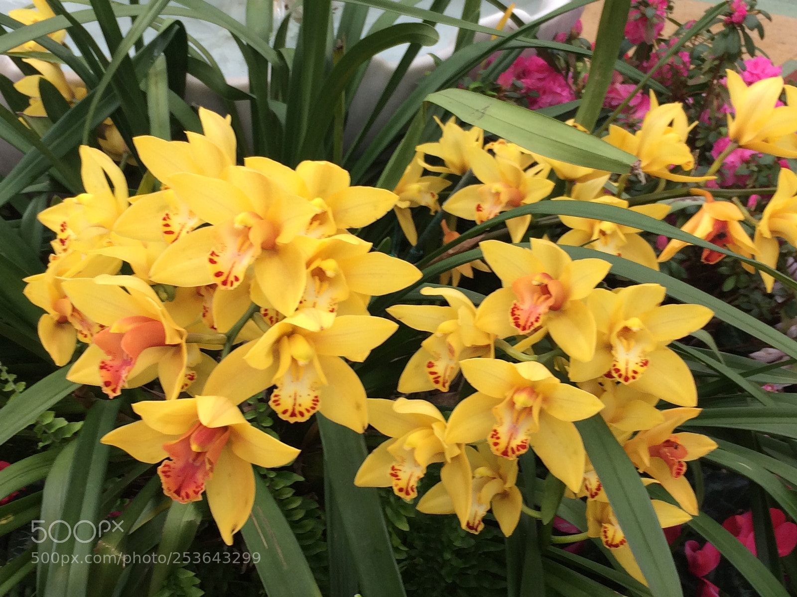 Apple iPhone 5s sample photo. Spring fever photography