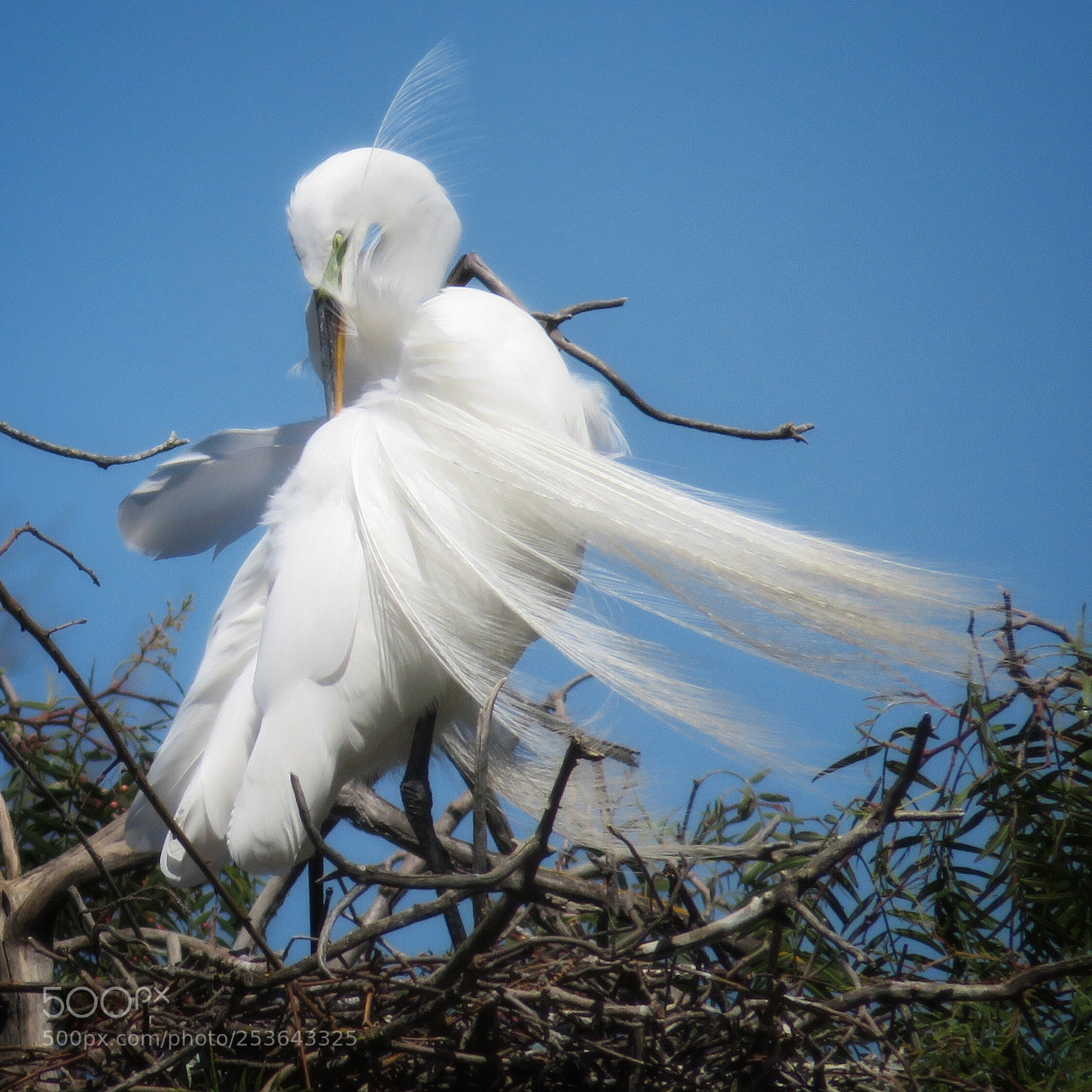 Canon PowerShot SX720 HS sample photo. Great egret preening photography